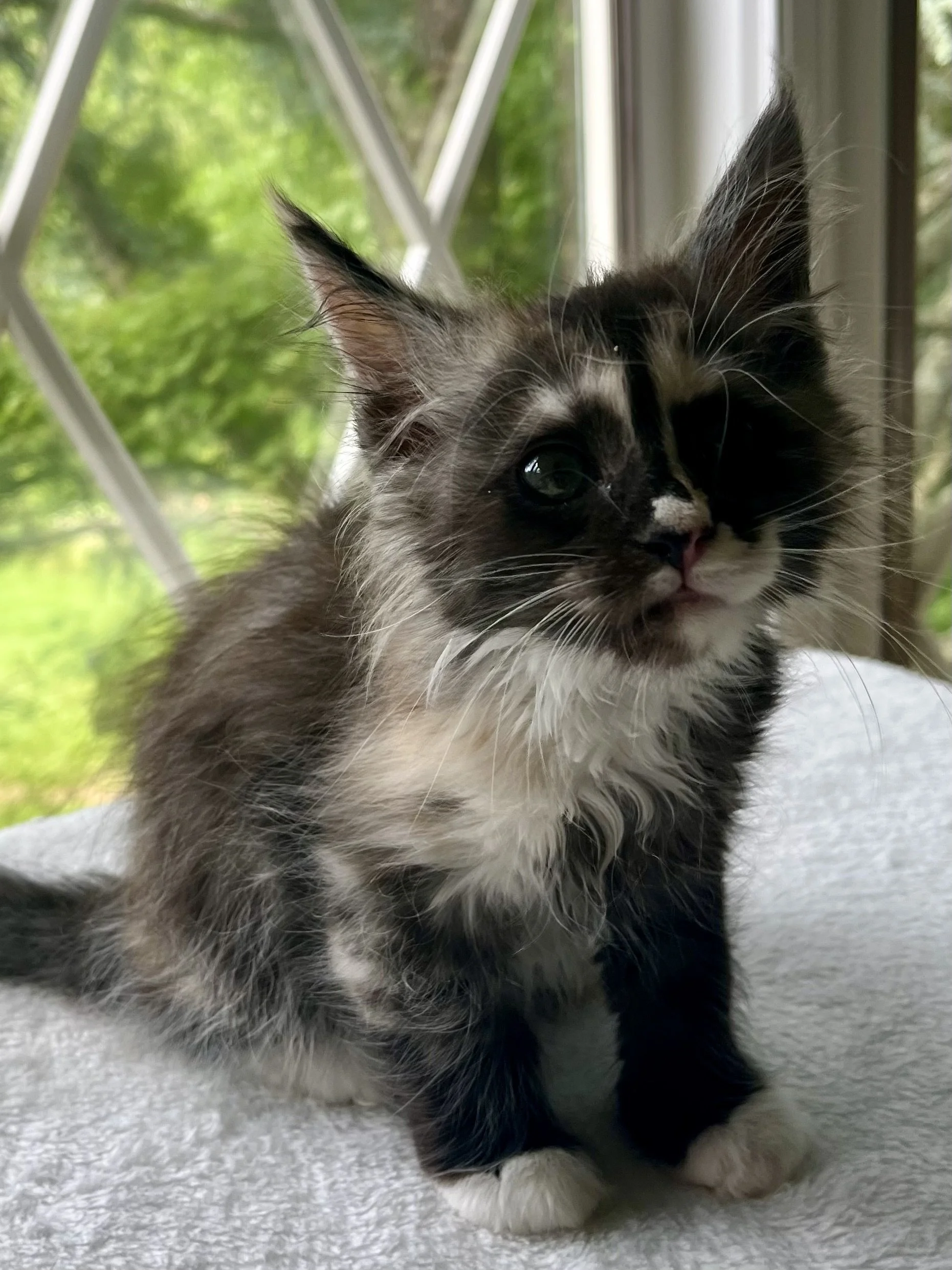 Pearl: Female. Black Smoke Calico Maine Coon kitten- 8 weeks old. Born April 12, 2025 to Ember and Katahdin.