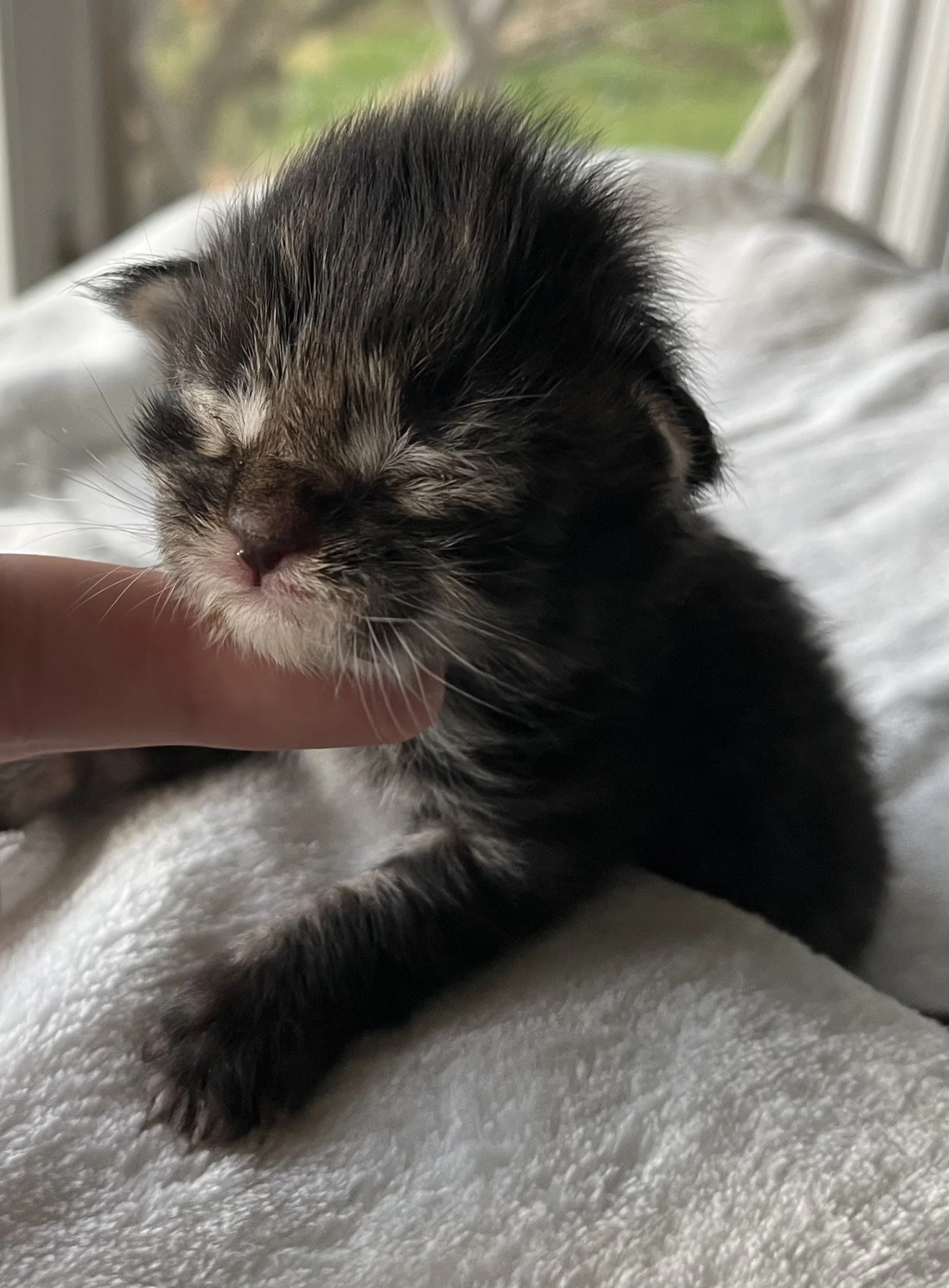 Flint- Black Classic Tabby Maine Coon- 2 weeks old