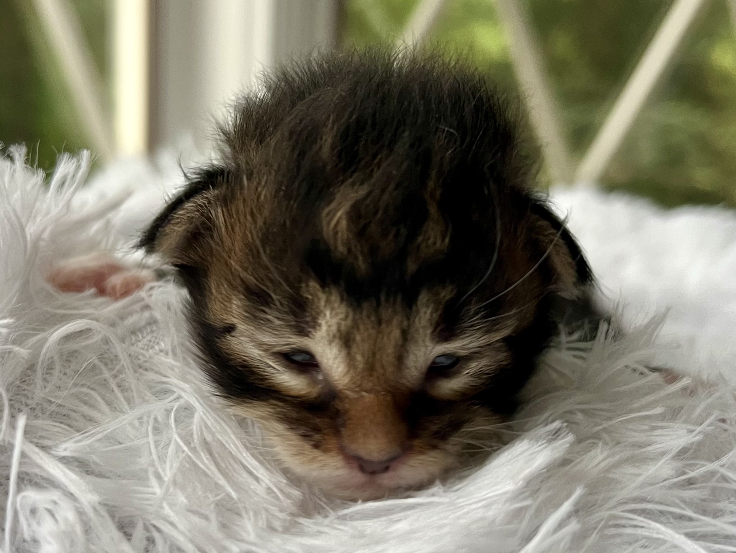 Rolo. Male Black/ Brown Tabby with White Maine Coon kitten- 2 weeks old. Born June 16, 2025 to Lola and Katahdin.
