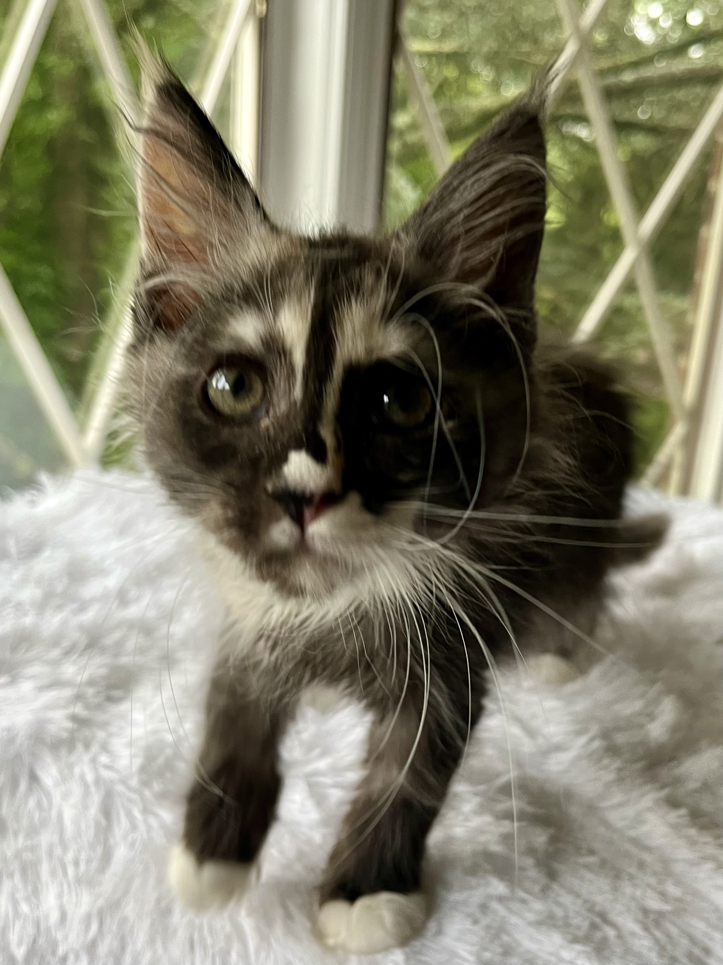 Pearl: Female. Black Smoke Calico Maine Coon kitten- 10 weeks old. Born April 12, 2025 to Ember and Katahdin.