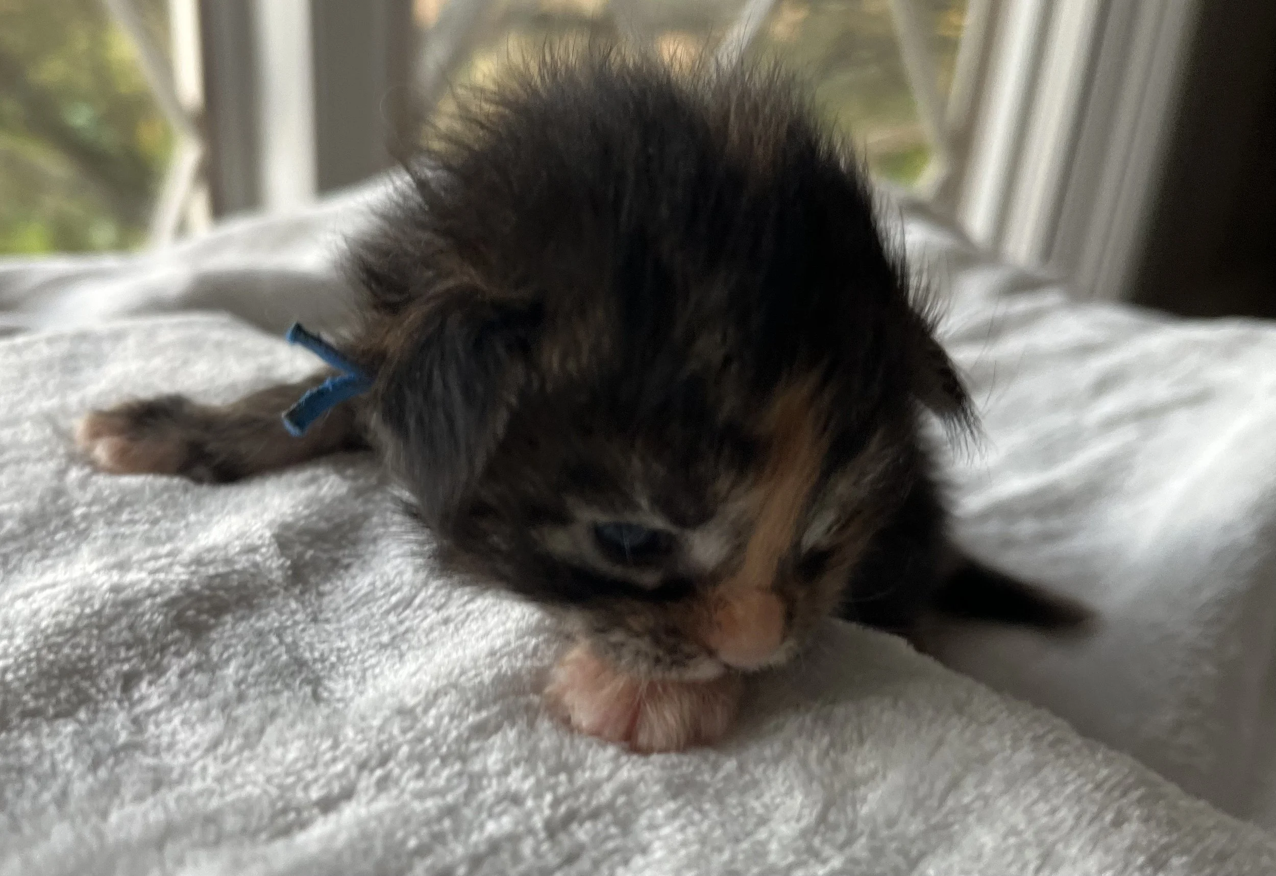 Garnet- Black Torbie Maine Coon- 2 weeks old- Female
