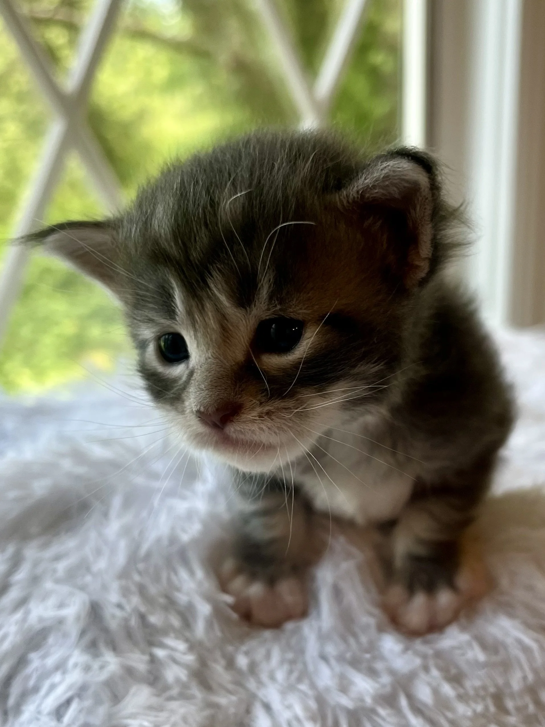Lolly. Male Blue Tabby Maine Coon kitten- 4 weeks old. Born June 16, 2025 to Lola and Katahdin.