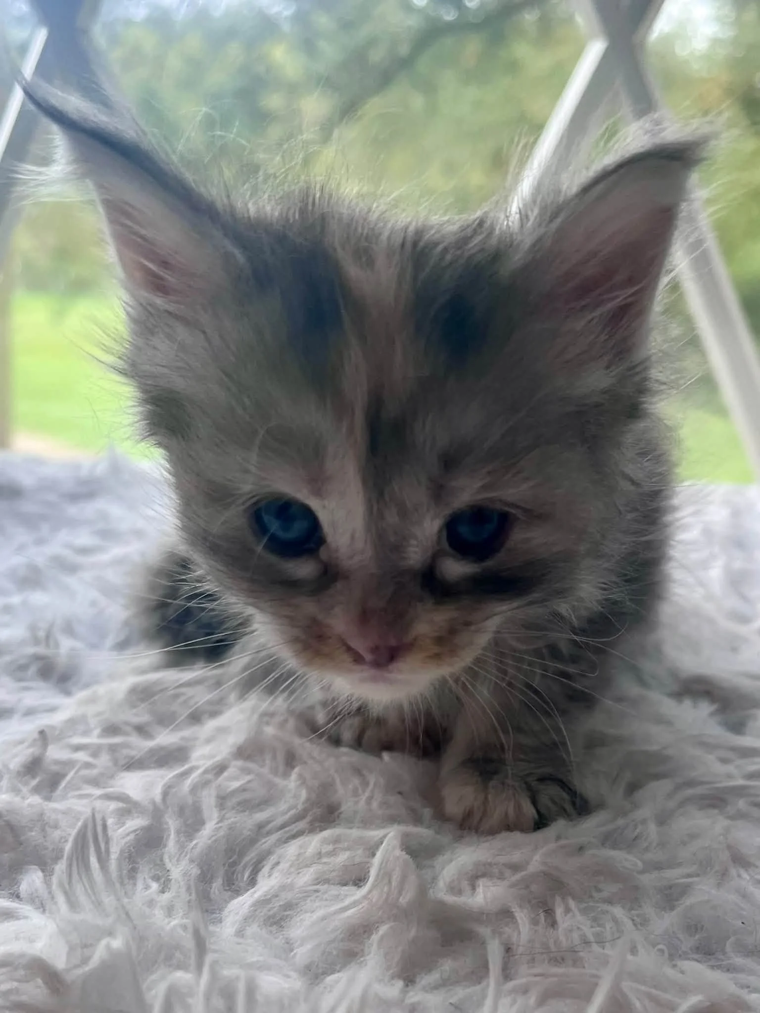 Honeynut 5 weeks
