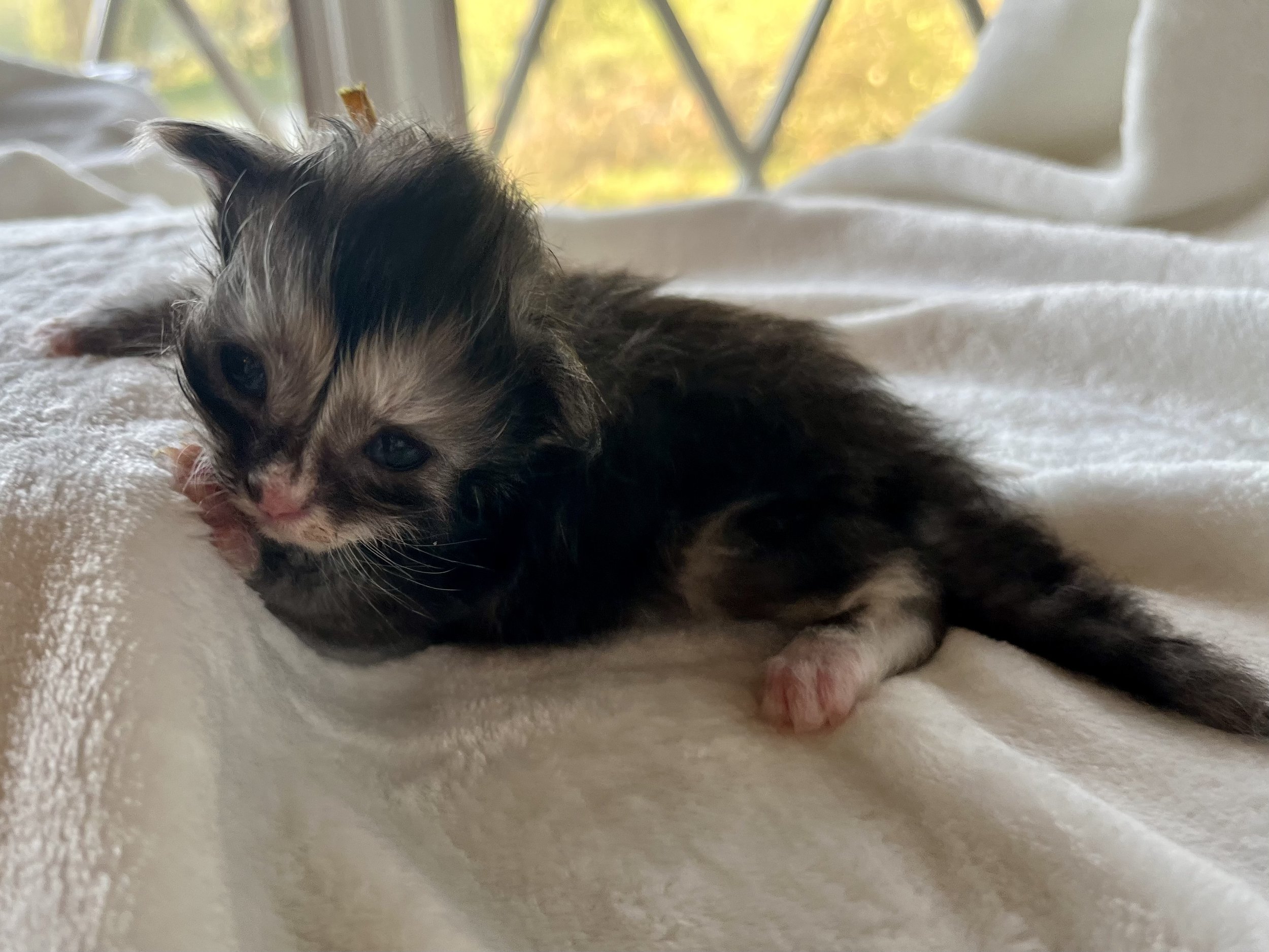 Pearl: Female. Black Smoke Calico Maine Coon kitten- 2 weeks old. Born April 12, 2025 to Ember and Katahdin.