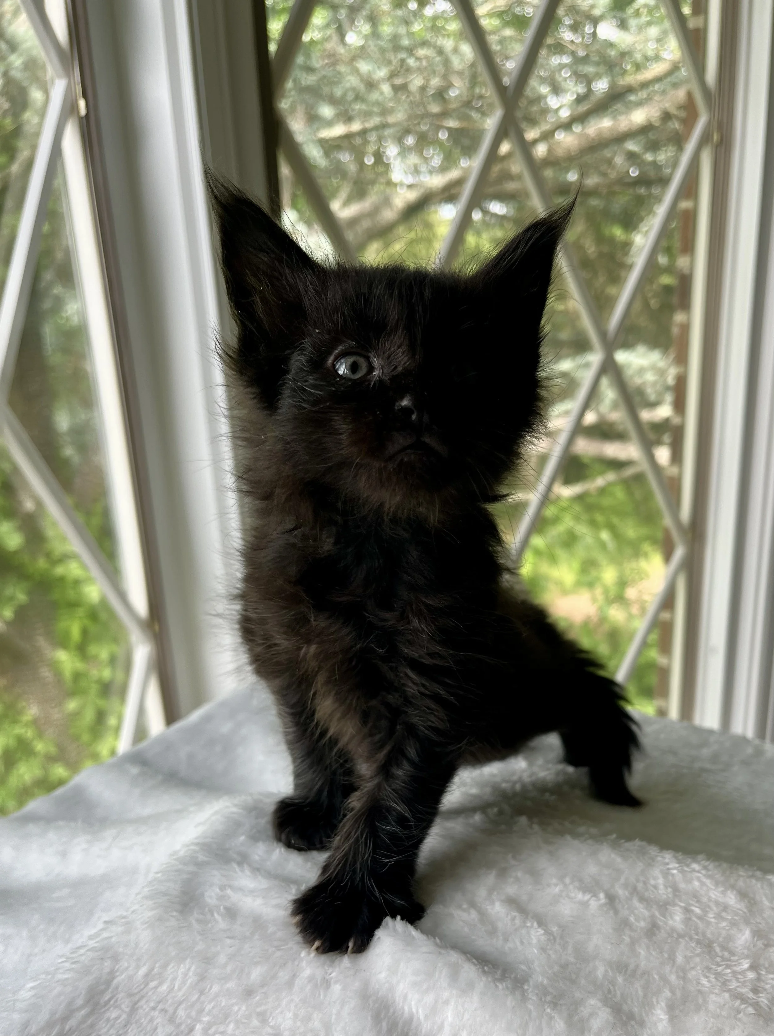 Jasper- Male Black Maine Coon kitten - 5 weeks old- Born April 12, 2025 to Ember and Katahdin