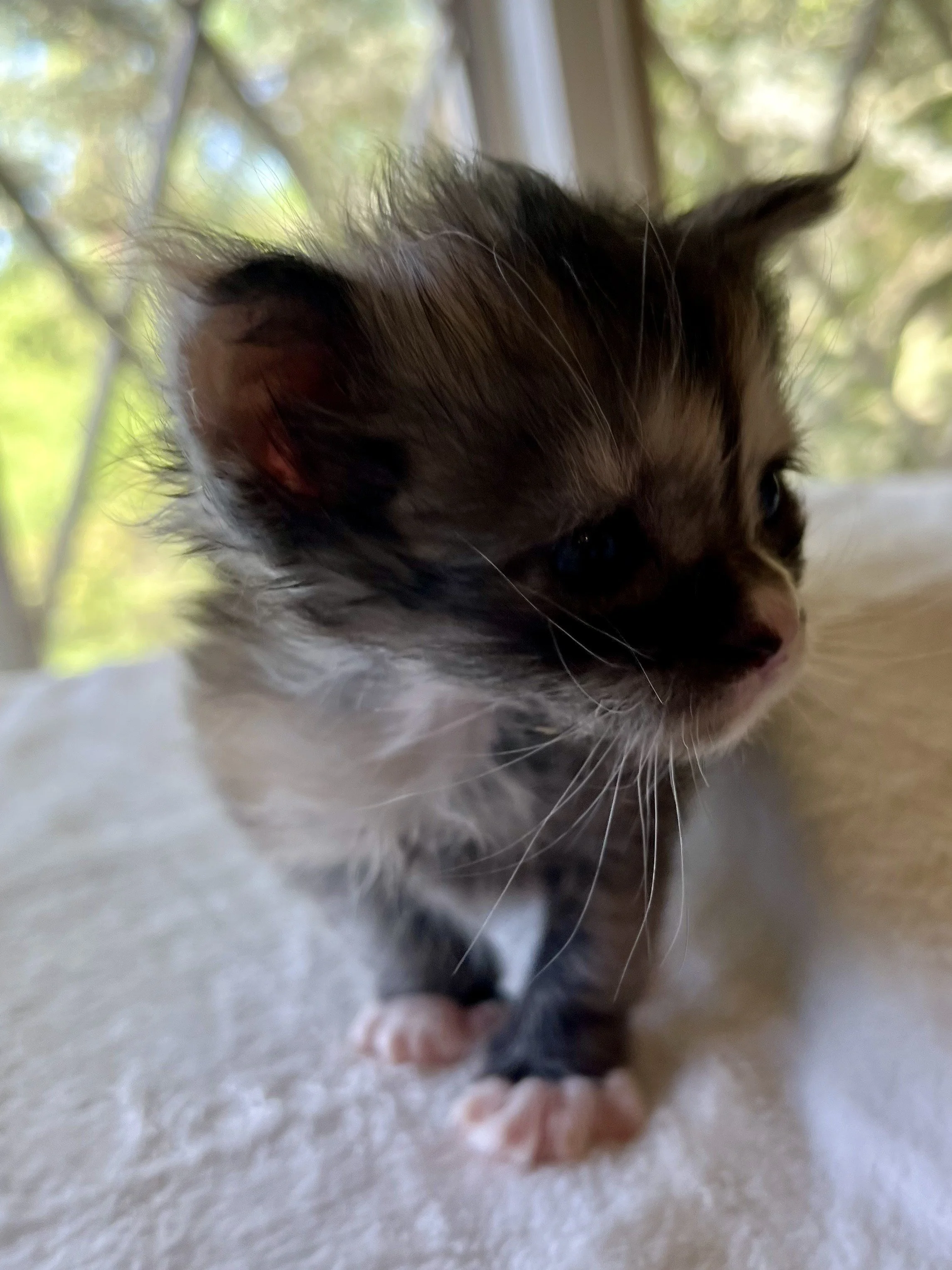 Pearl: Female. Black Smoke Calico Maine Coon kitten- 3 weeks old. Born April 12, 2025 to Ember and Katahdin.