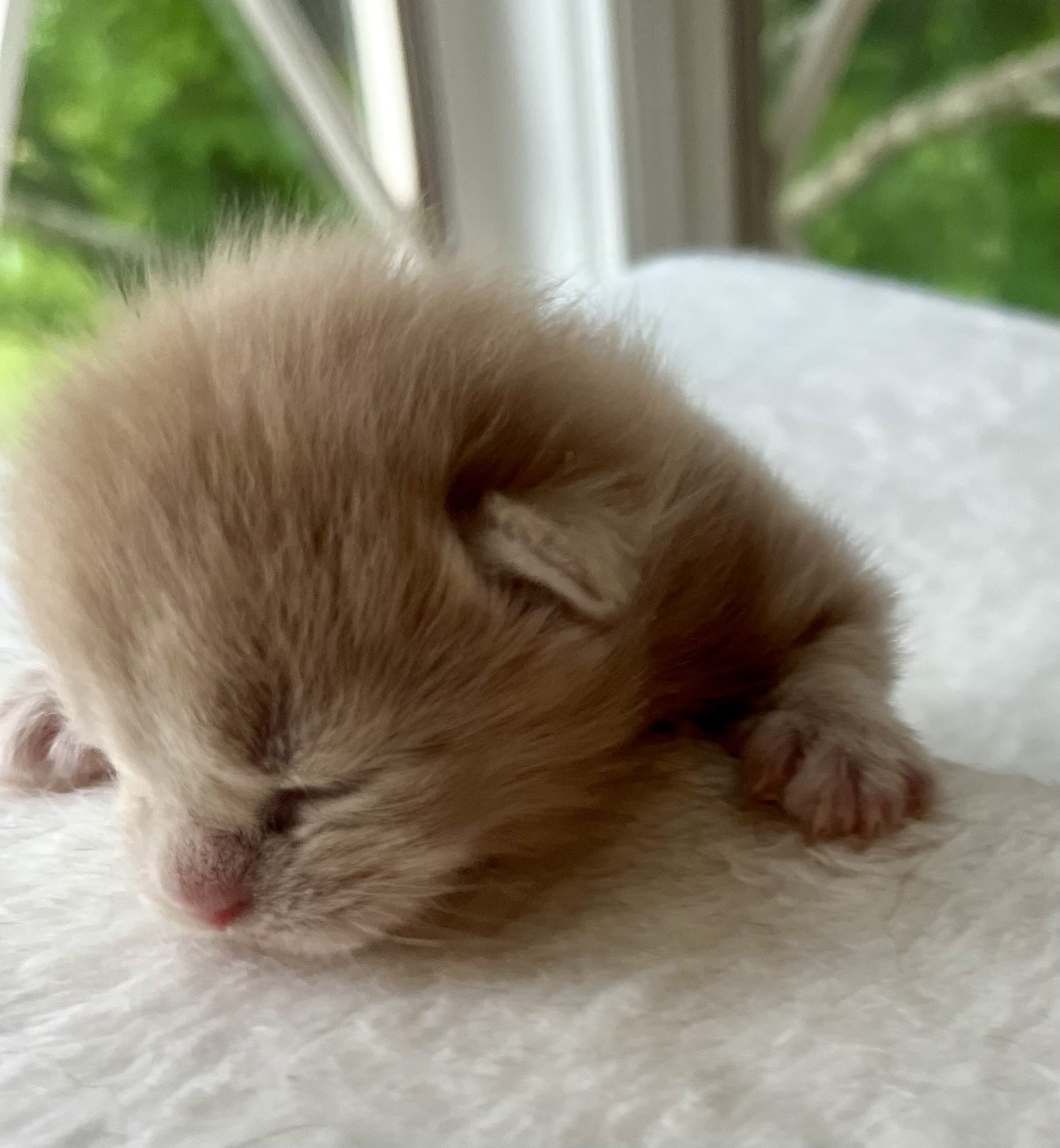 Sunny. Red male Maine Coon kitten- 2 weeks old. Born May 25, 2025 to Jenna and Katahdin.