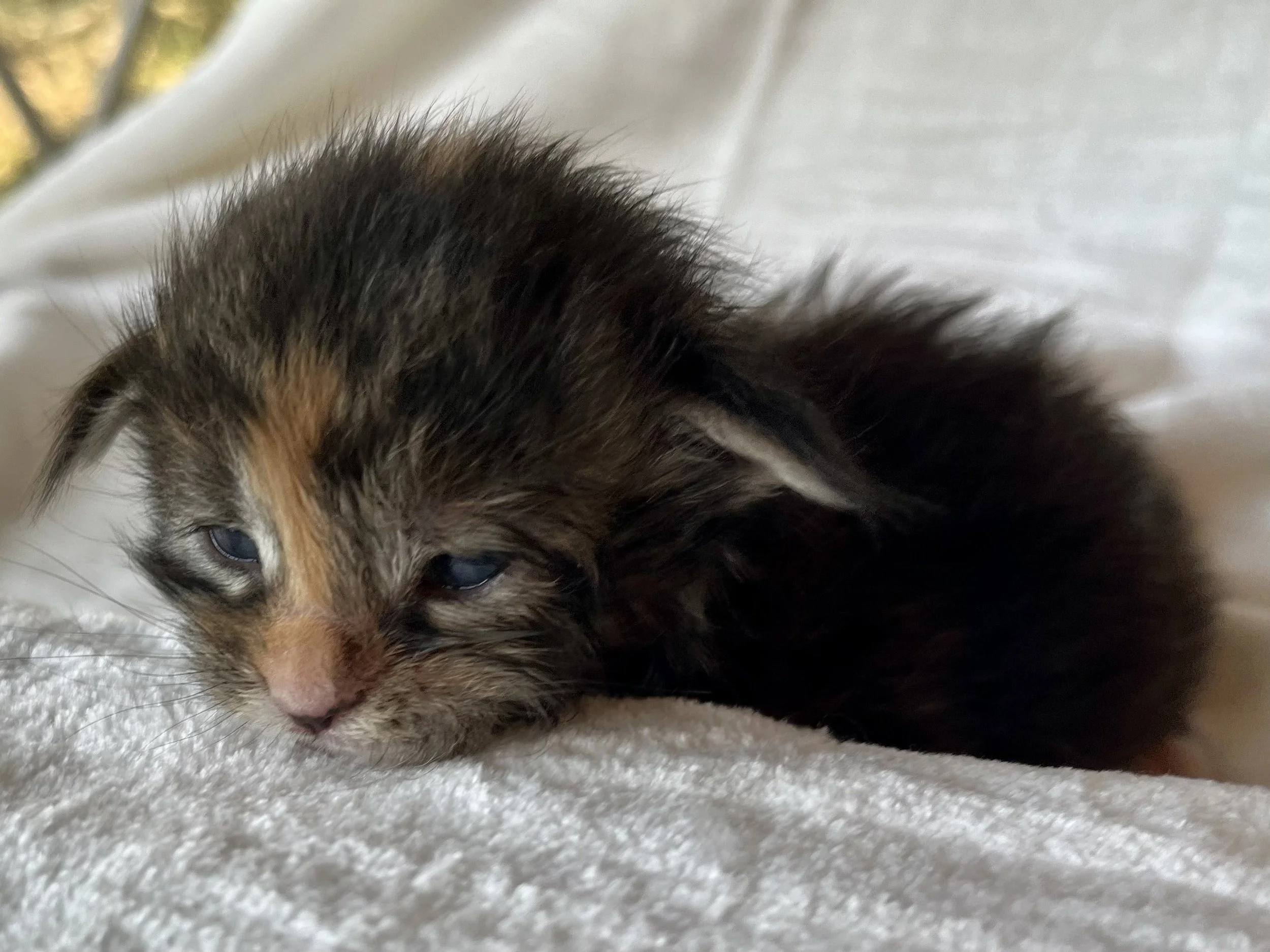 Garnet- Black Torbie Maine Coon- 2 weeks old- Female