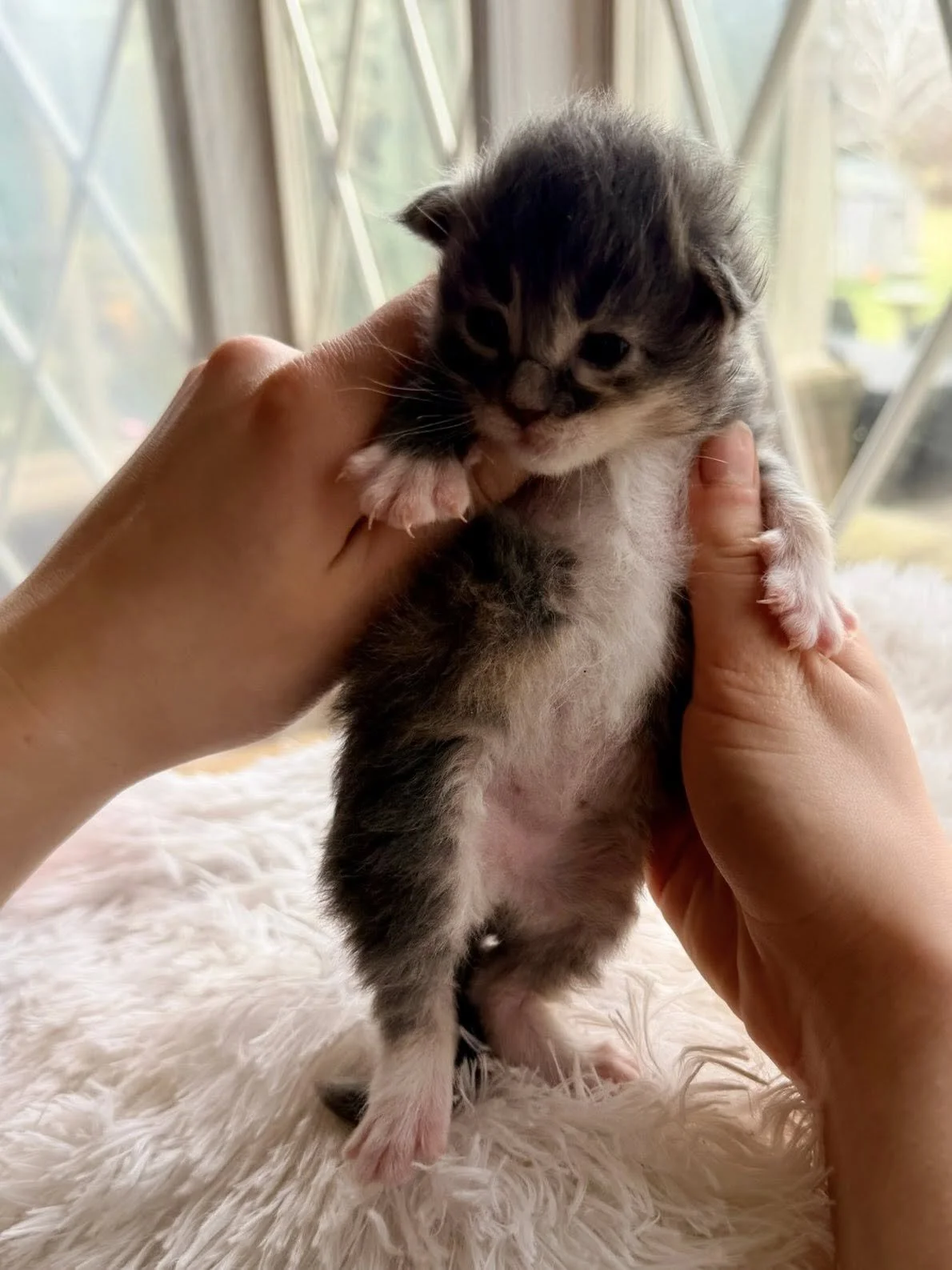 Ariel, girl, blue & cream tabby w/ white