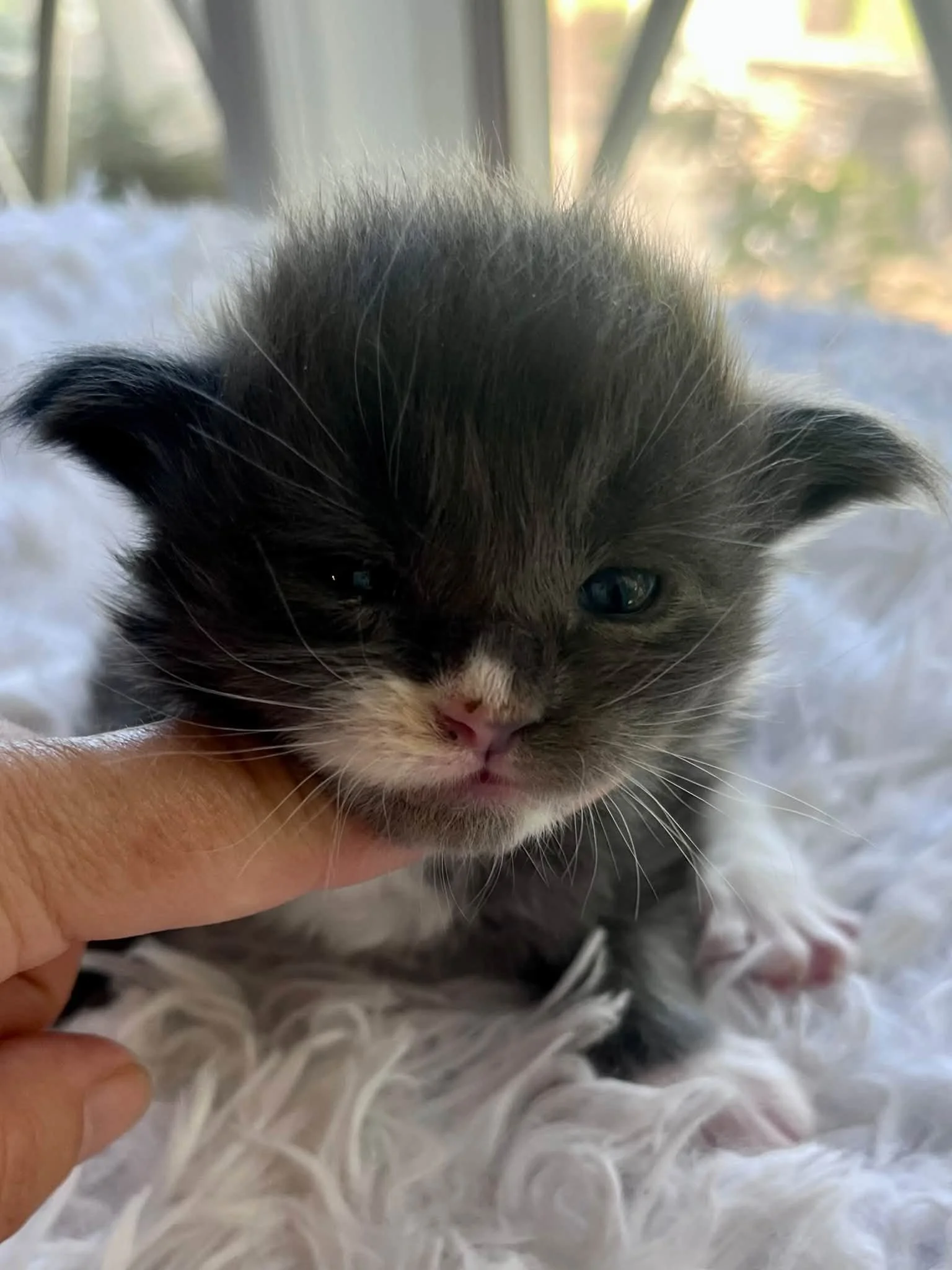 Dumpling 2 weeks