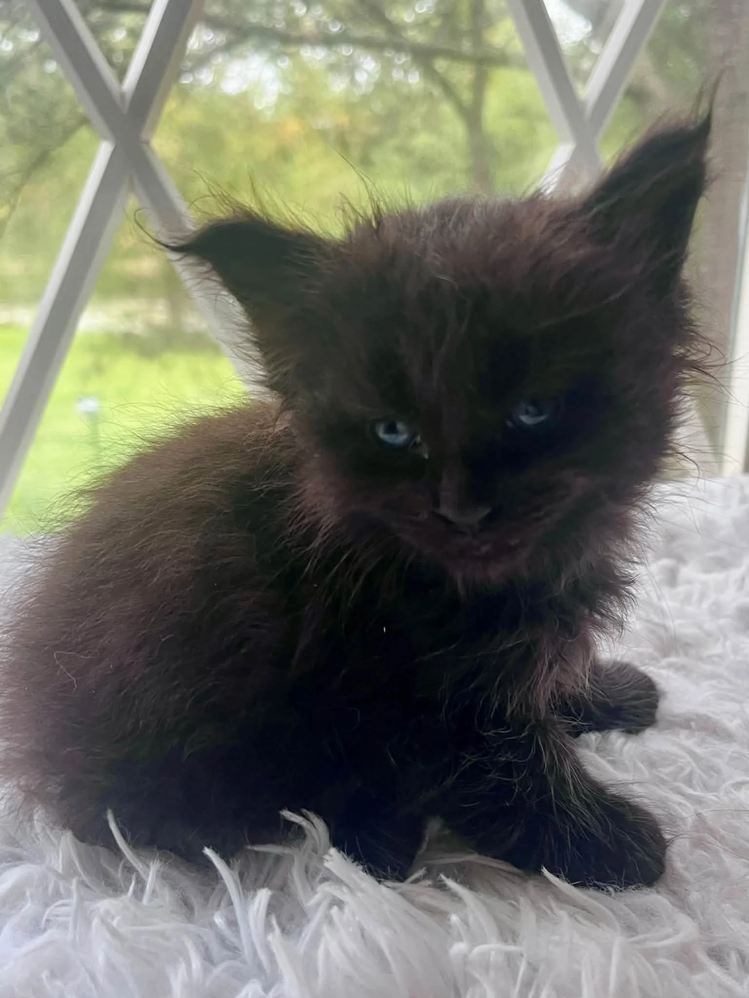 Pumpkin 5 weeks