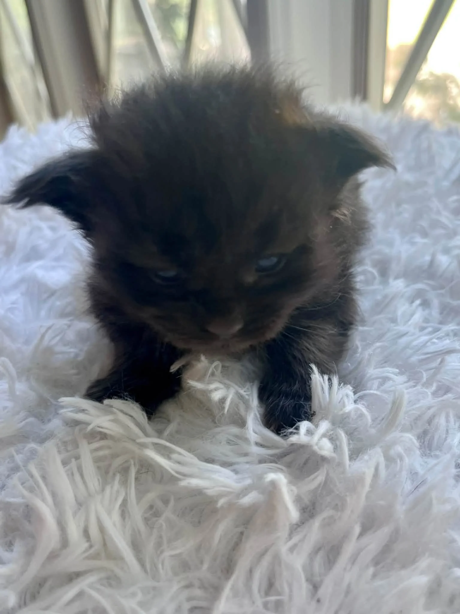 Pumpkin 2 weeks