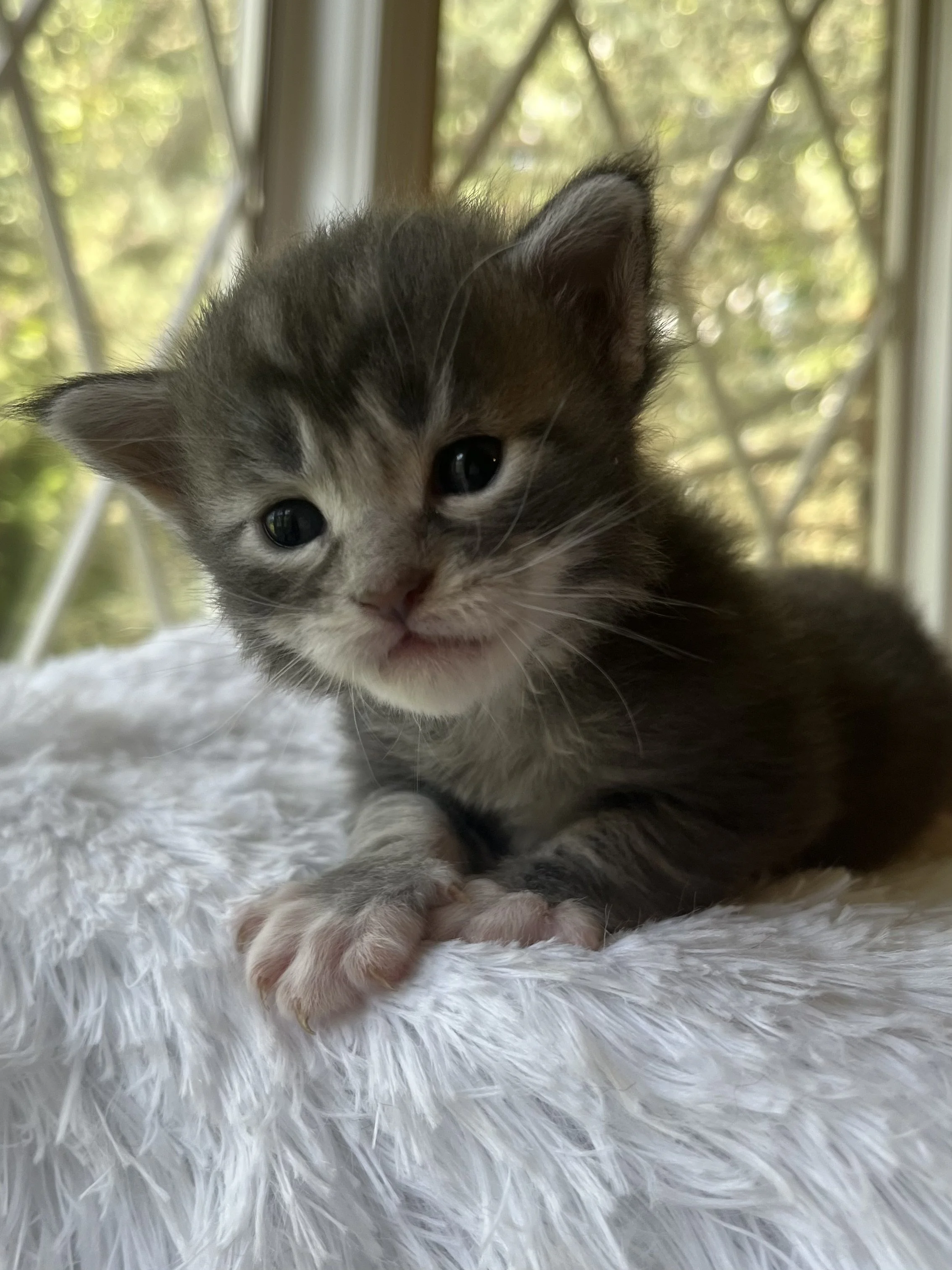 Lolly. Male Blue Tabby Maine Coon kitten- 4 weeks old. Born June 16, 2025 to Lola and Katahdin.