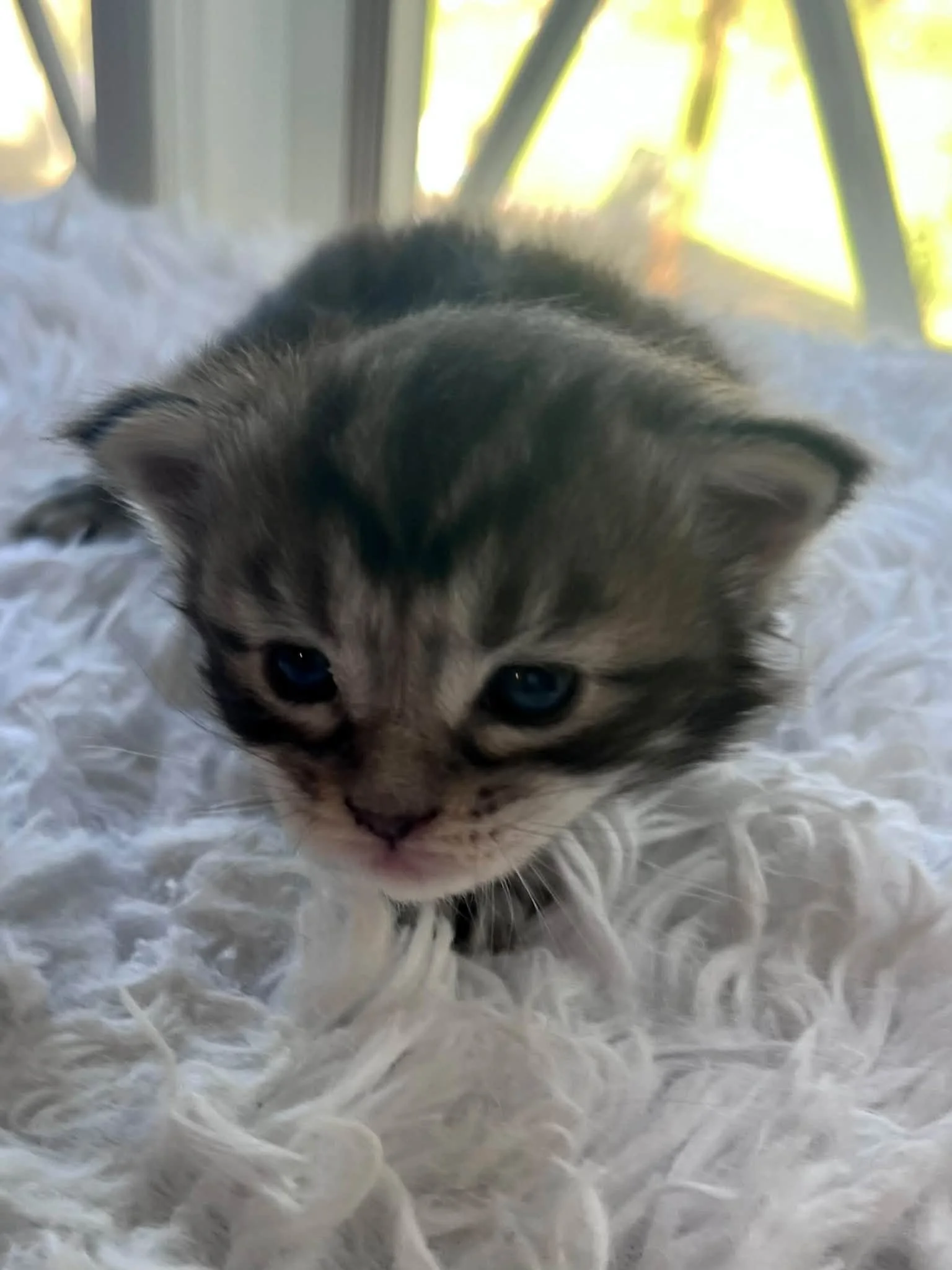 Acorn 2 weeks