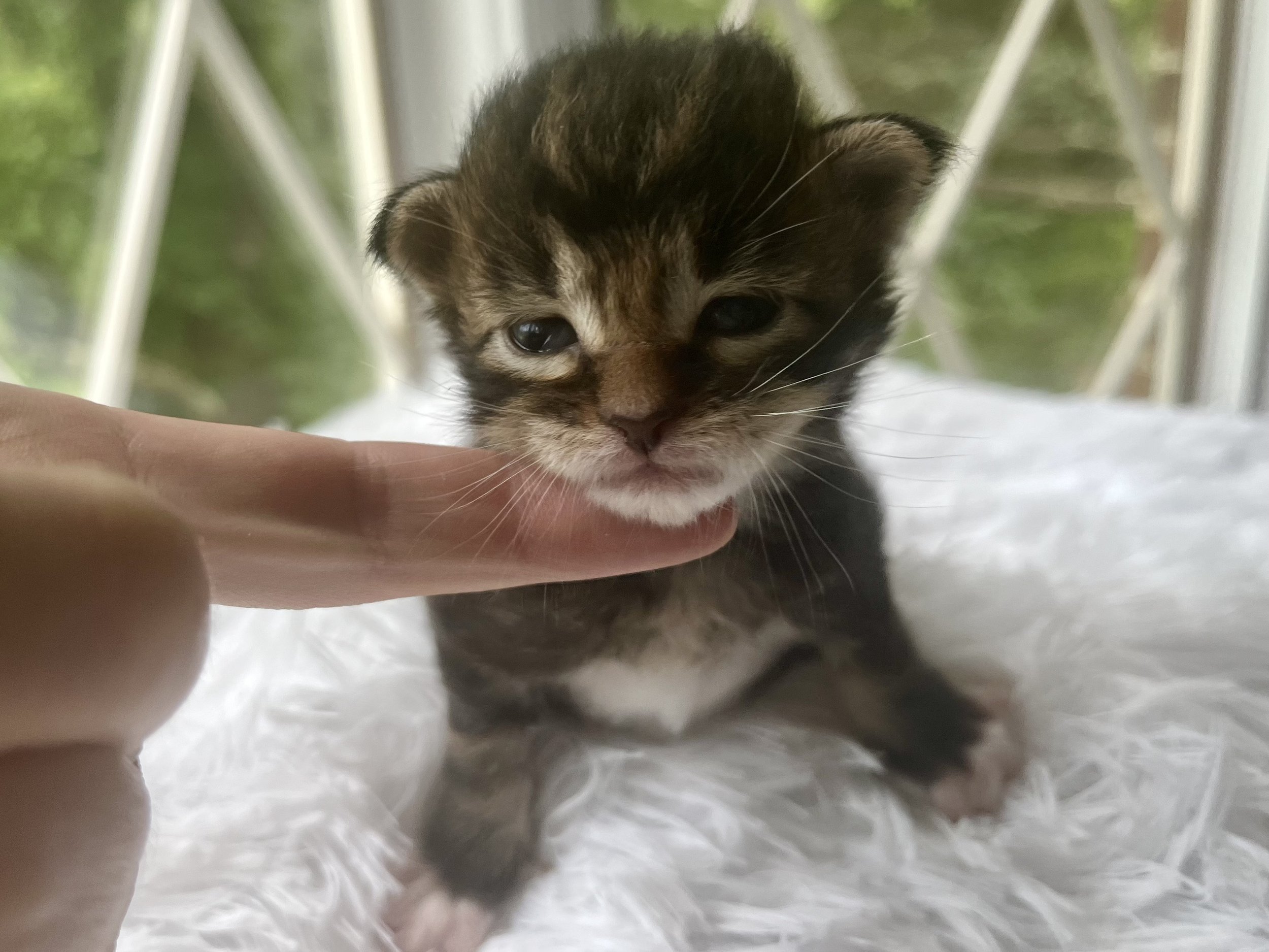 Rolo. Male Black/ Brown Tabby with White Maine Coon kitten- 3 weeks old. Born June 16, 2025 to Lola and Katahdin.