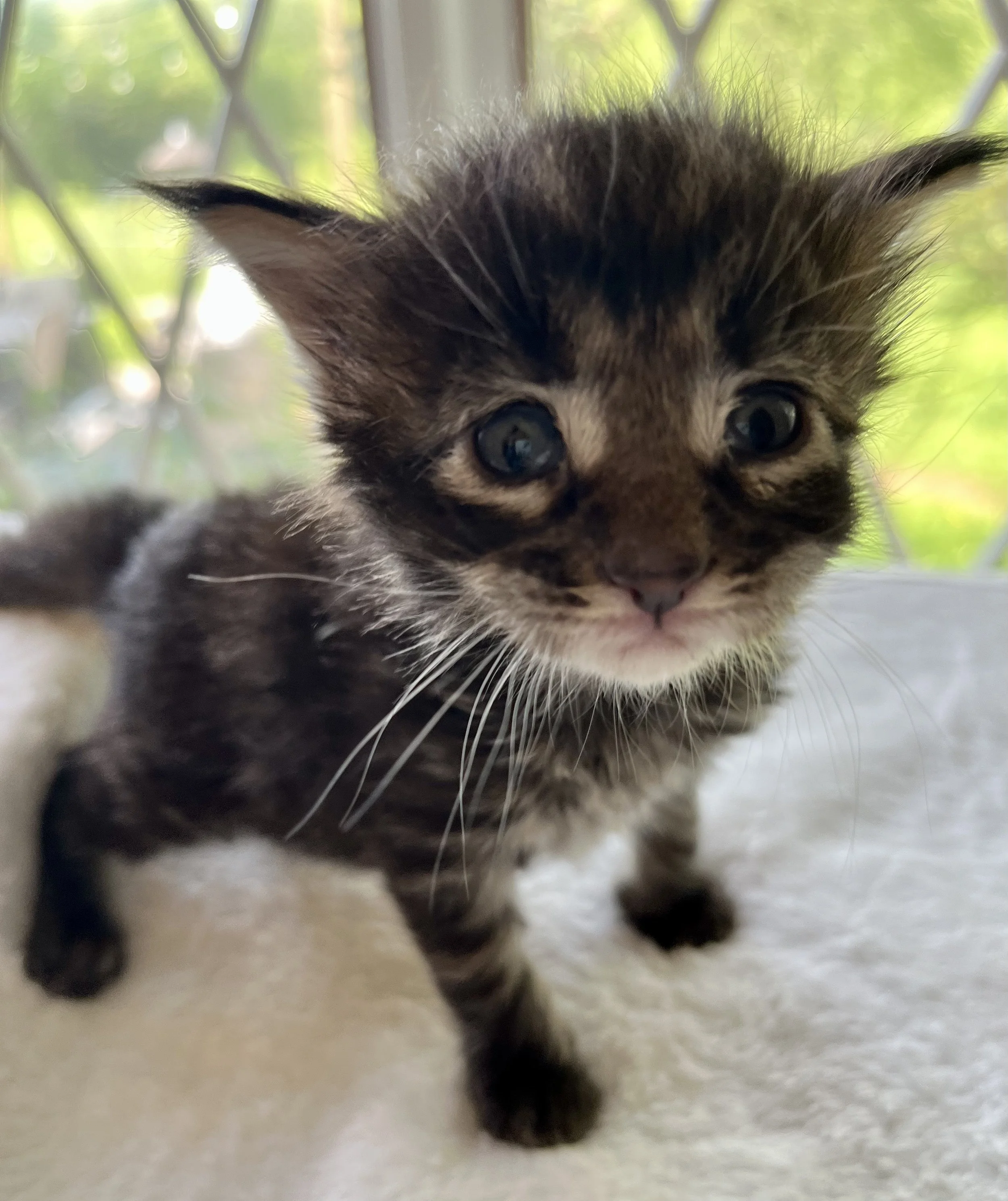 Flint- Black Classic Tabby Maine Coon- 3 weeks old