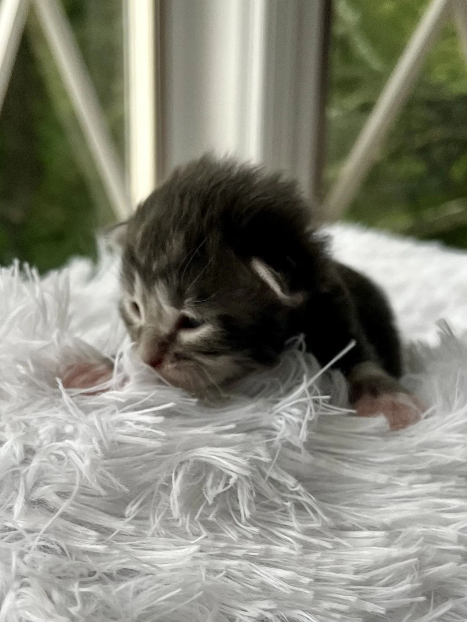 Lolly. Male Blue Tabby Maine Coon kitten- 2 weeks old. Born June 16, 2025 to Lola and Katahdin.