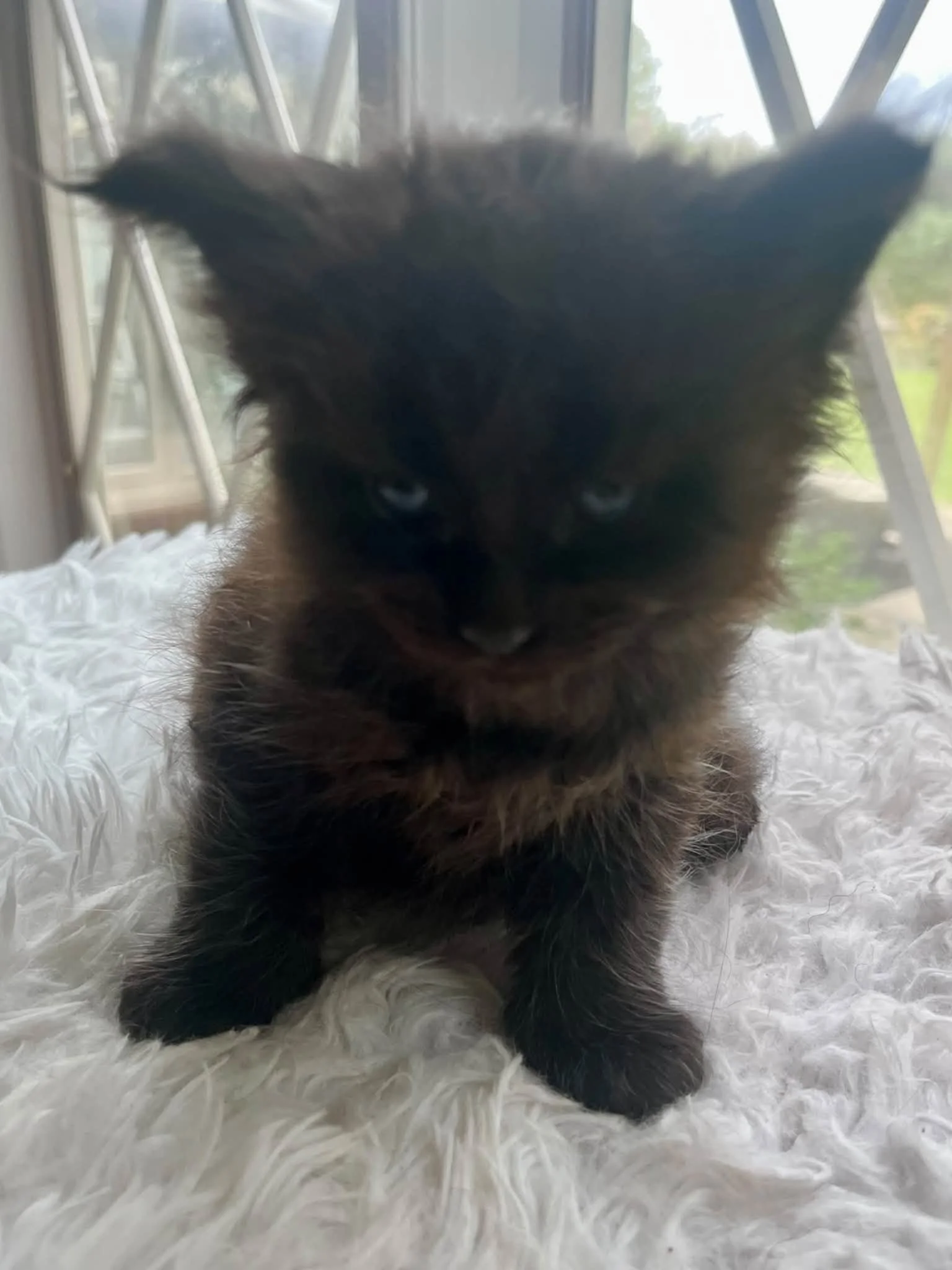Pumpkin 5 weeks