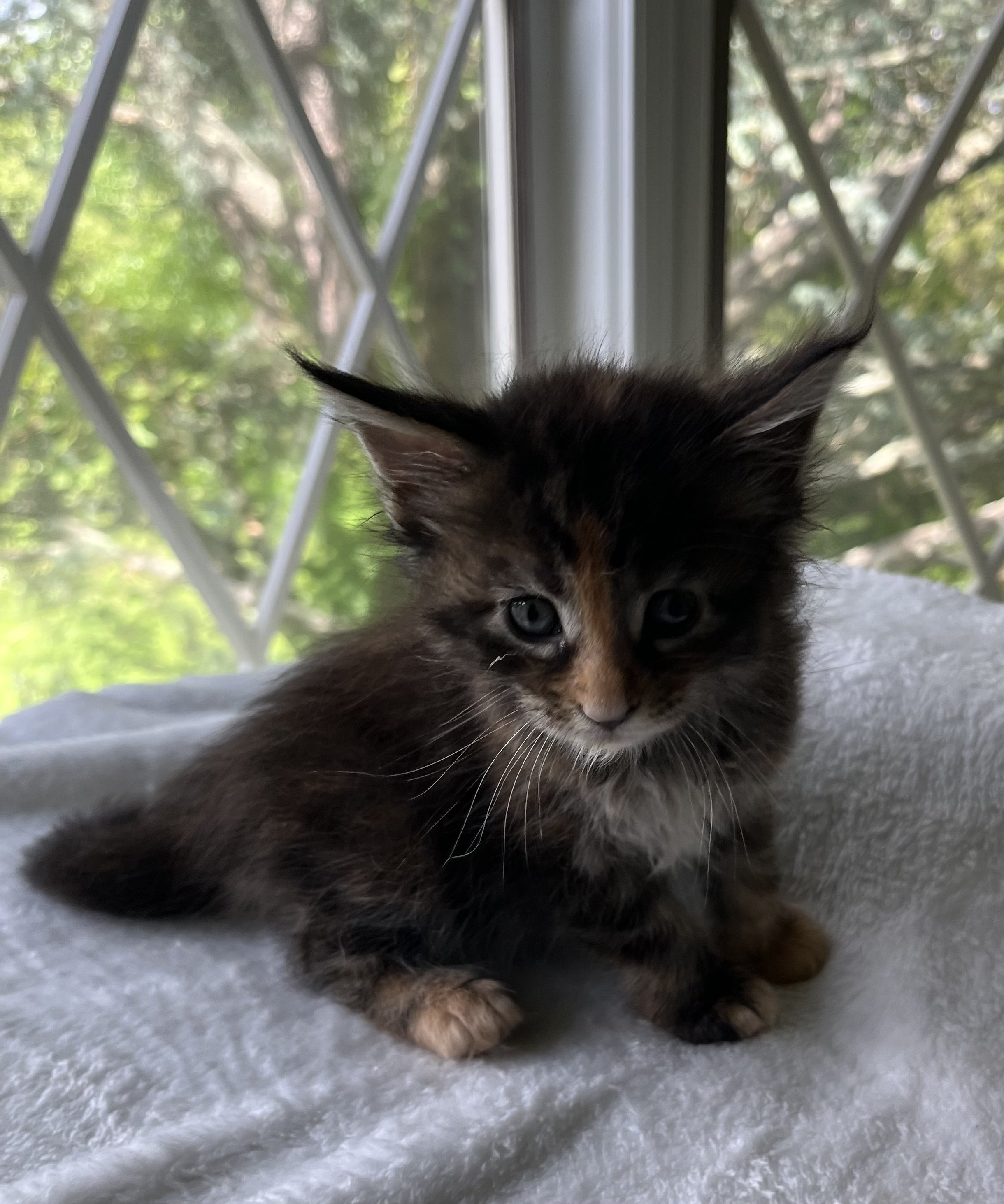 Garnet- Black Torbie Maine Coon- 5 weeks old- Female
