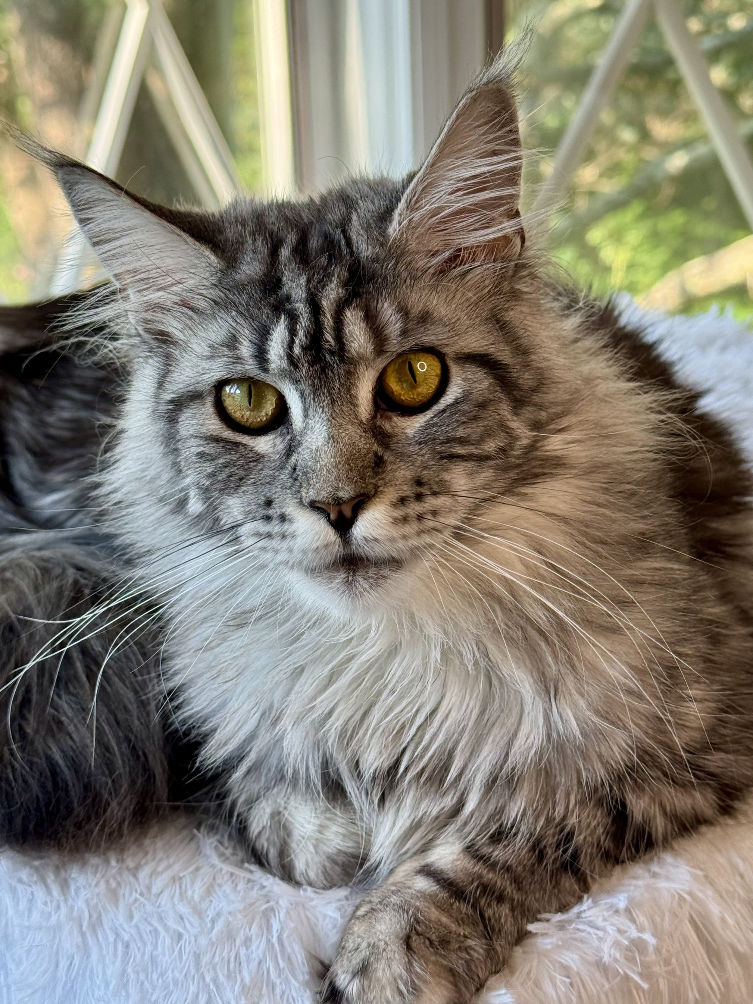 Poised and powerful: the silver in Aurora's coat gives her a breathtaking layered looks