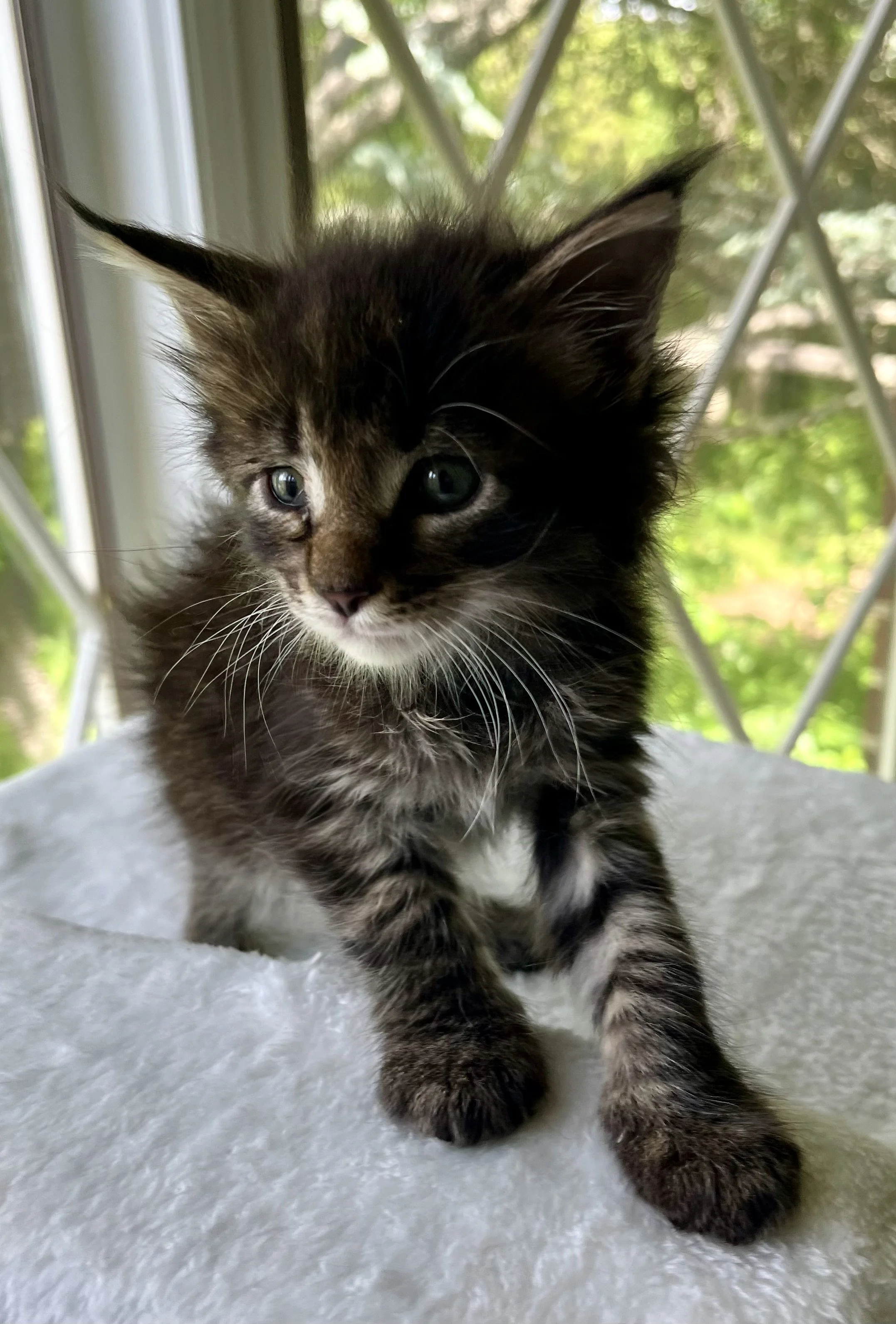 Flint- Black Classic Tabby Maine Coon- 5 weeks old
