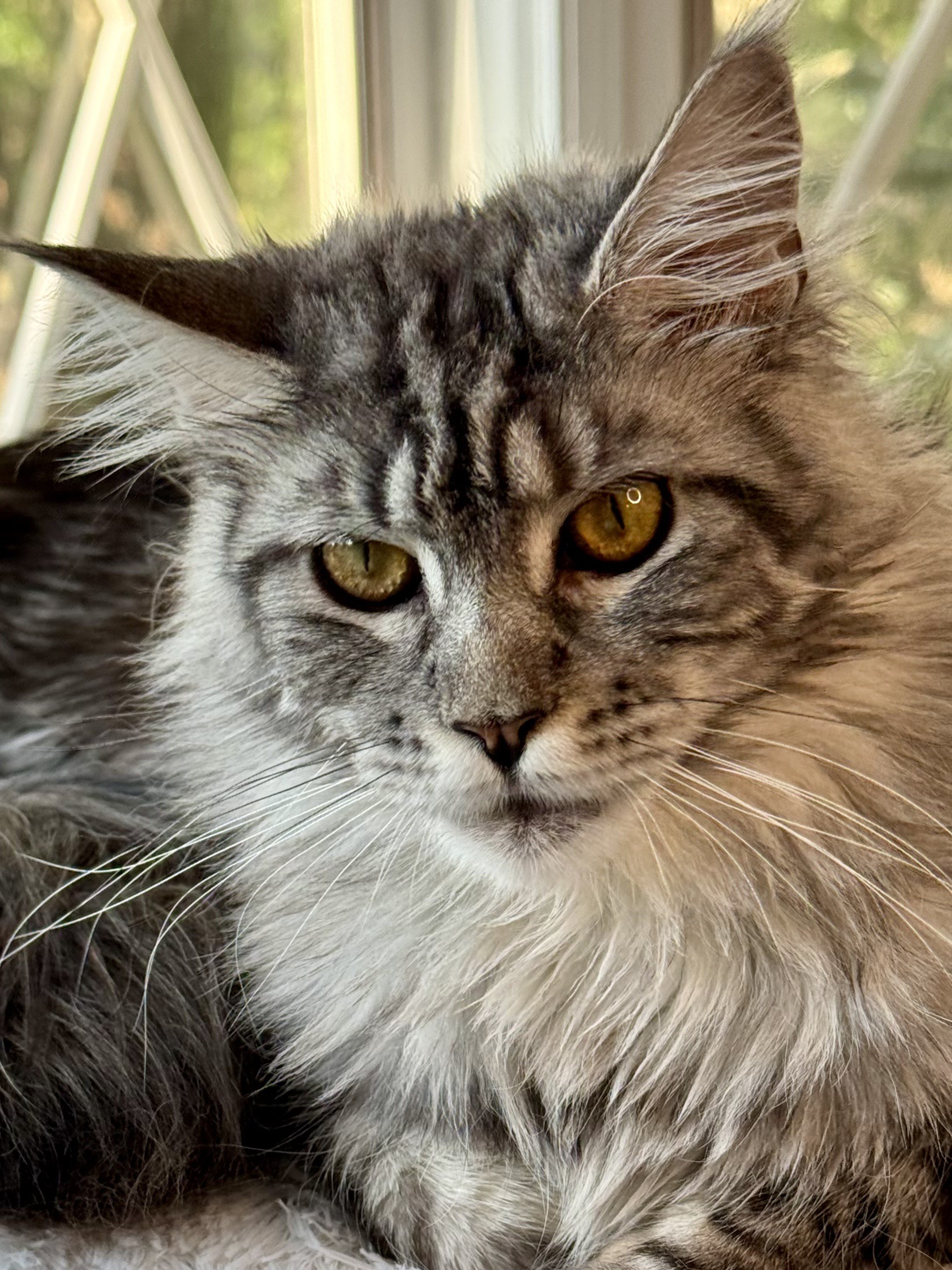 Full mane in all its glory- Aurora is the definition of Maine Coon elegance