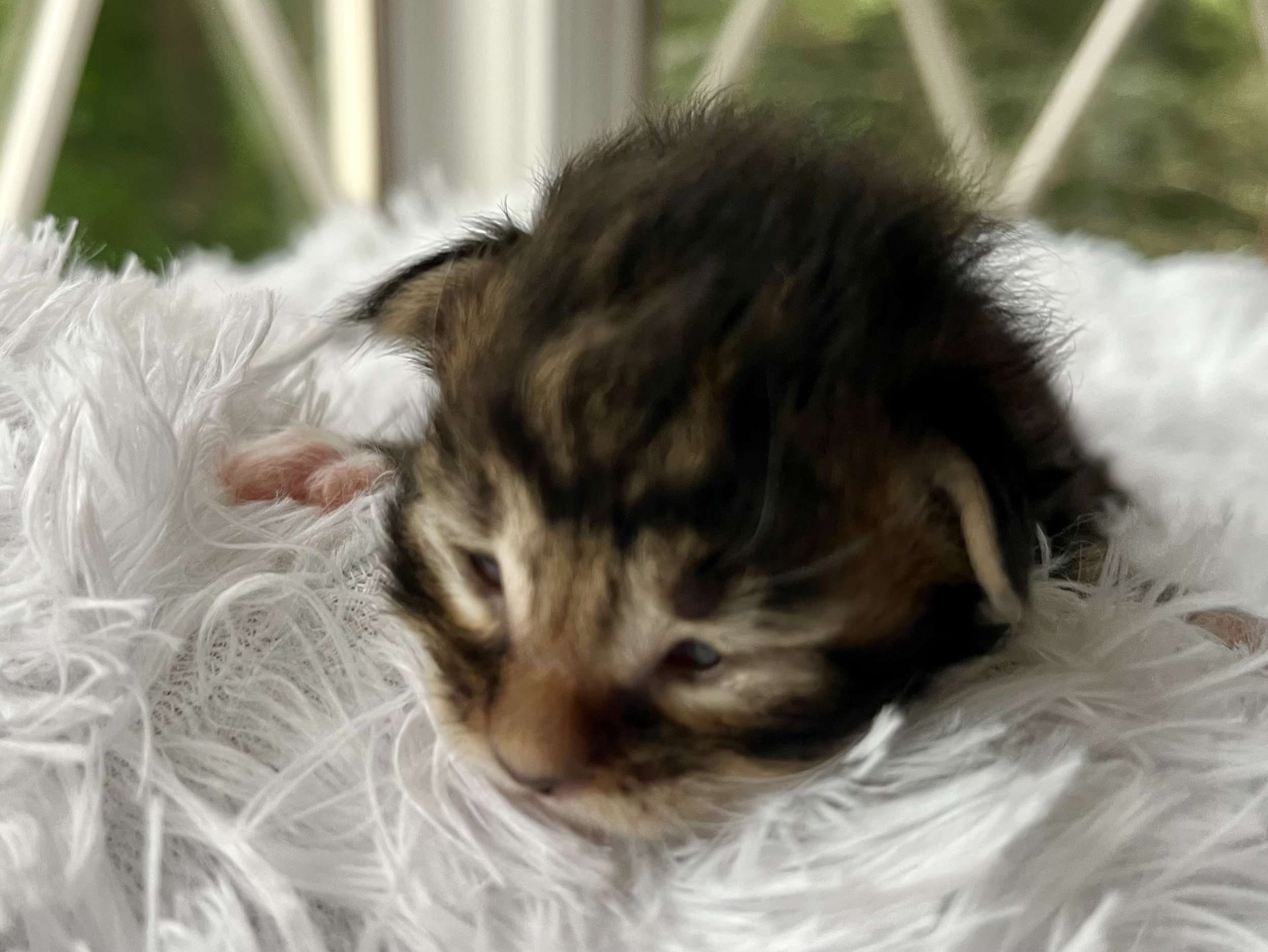 Rolo. Male Black/ Brown Tabby with White Maine Coon kitten- 2 weeks old. Born June 16, 2025 to Lola and Katahdin.