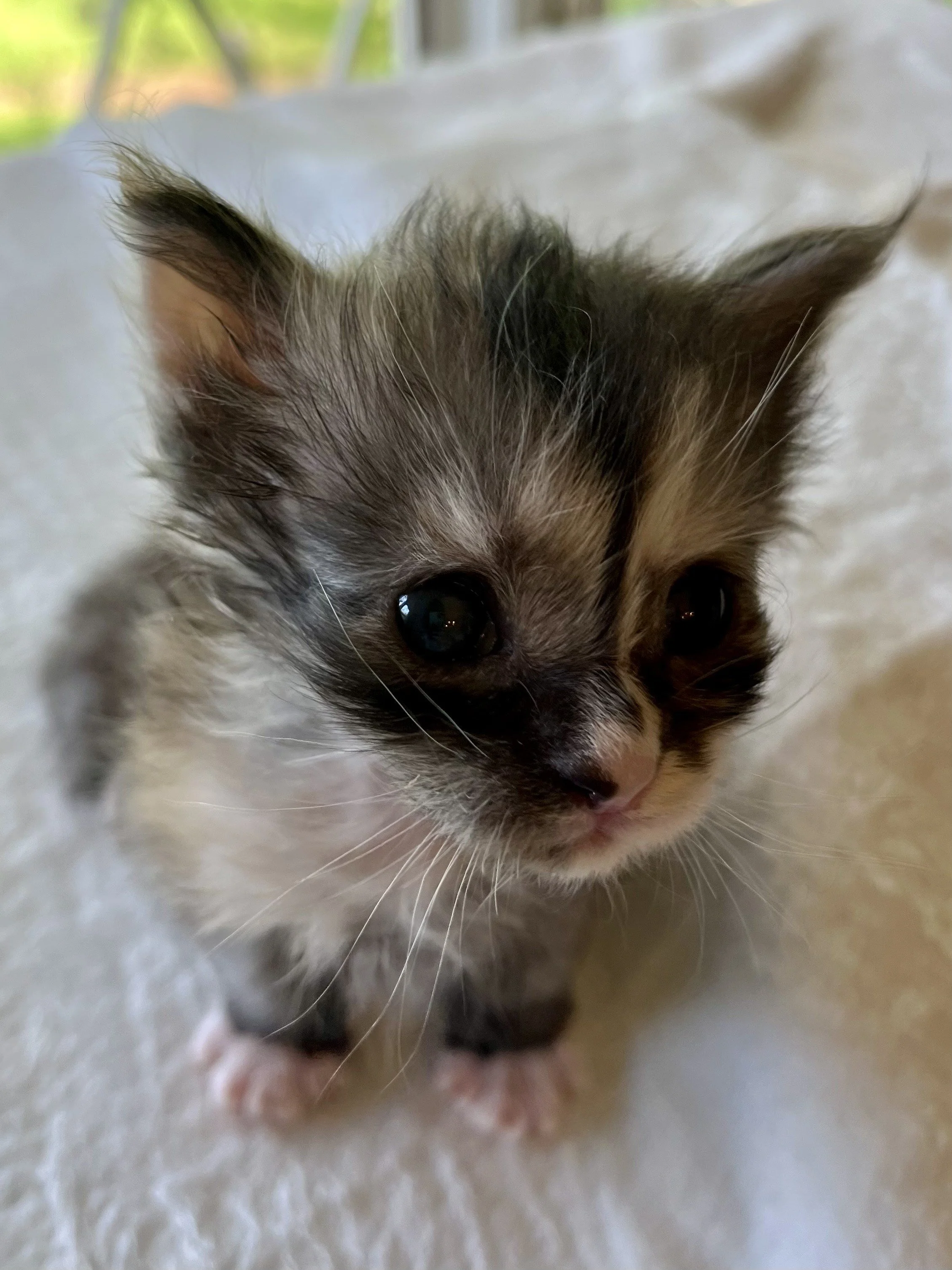 Pearl: Female. Black Smoke Calico Maine Coon kitten- 3 weeks old. Born April 12, 2025 to Ember and Katahdin.