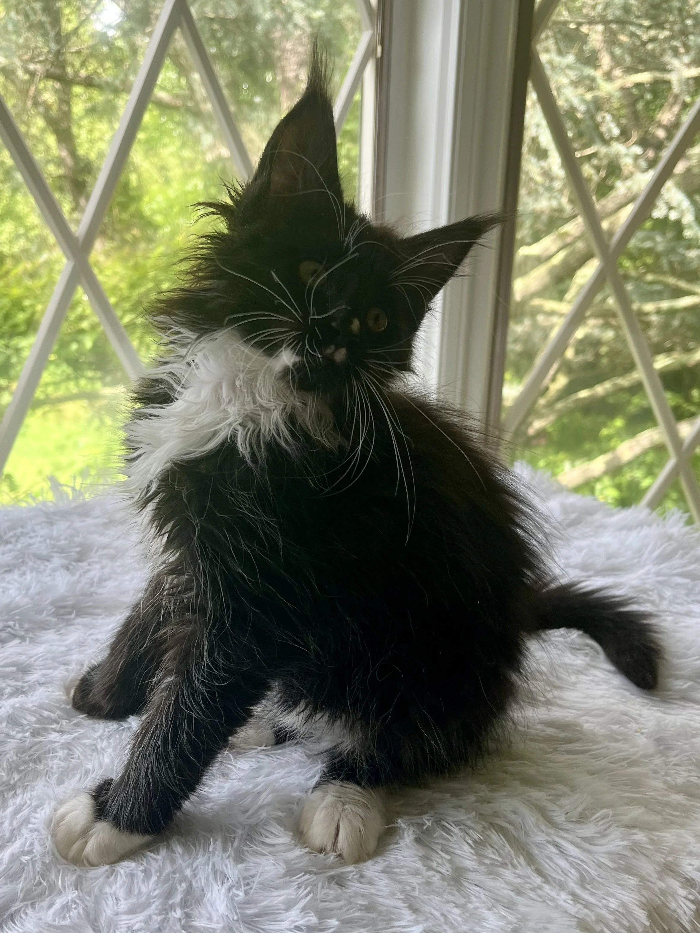 Onyx. Male Black and White Maine Coon kitten- 9 weeks old. Born April 12, 2025 to Ember and Katahdin.