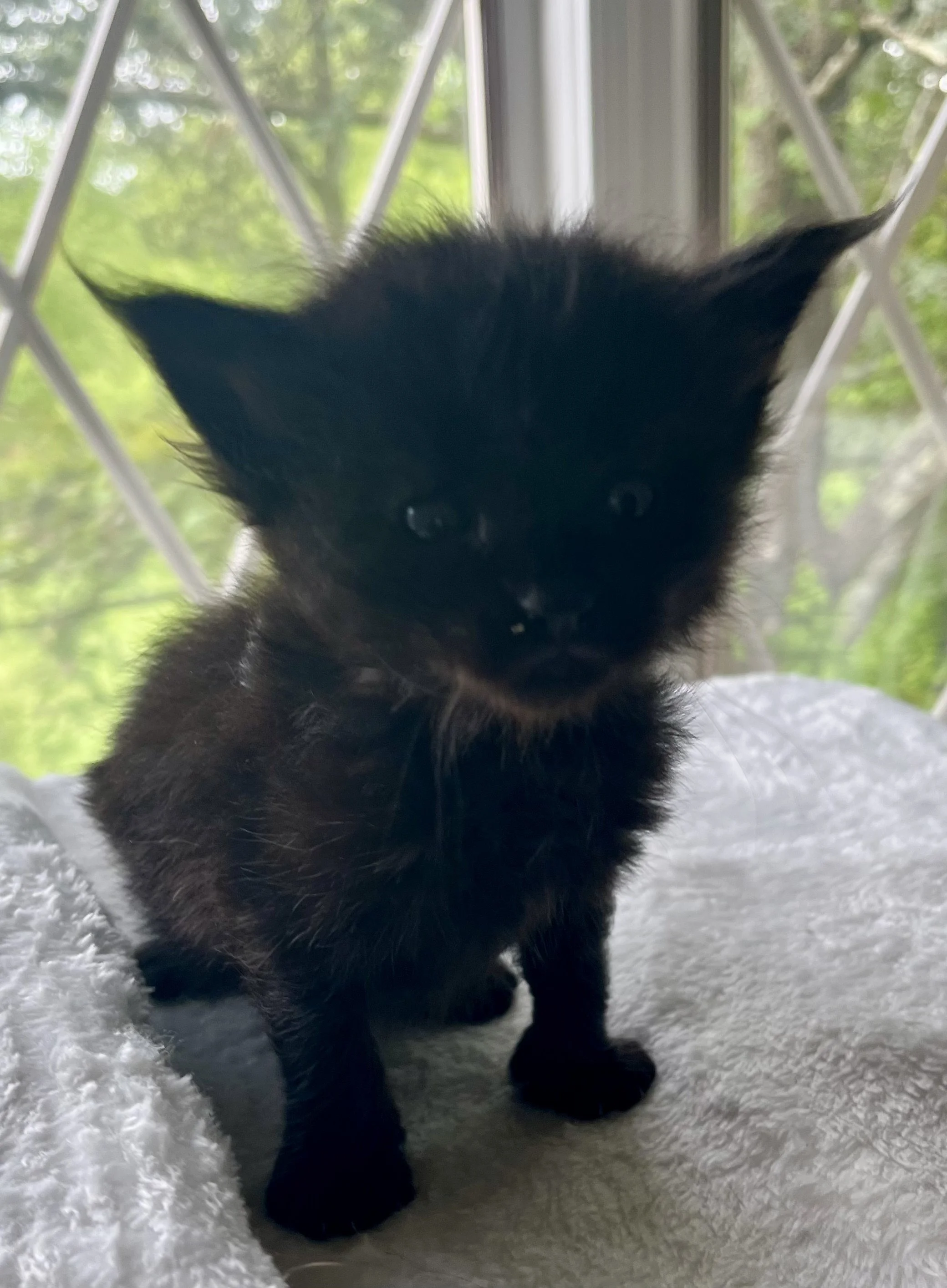Jasper- Male Black Maine Coon kitten - 4 weeks old- Born April 12, 2025 to Ember and Katahdin
