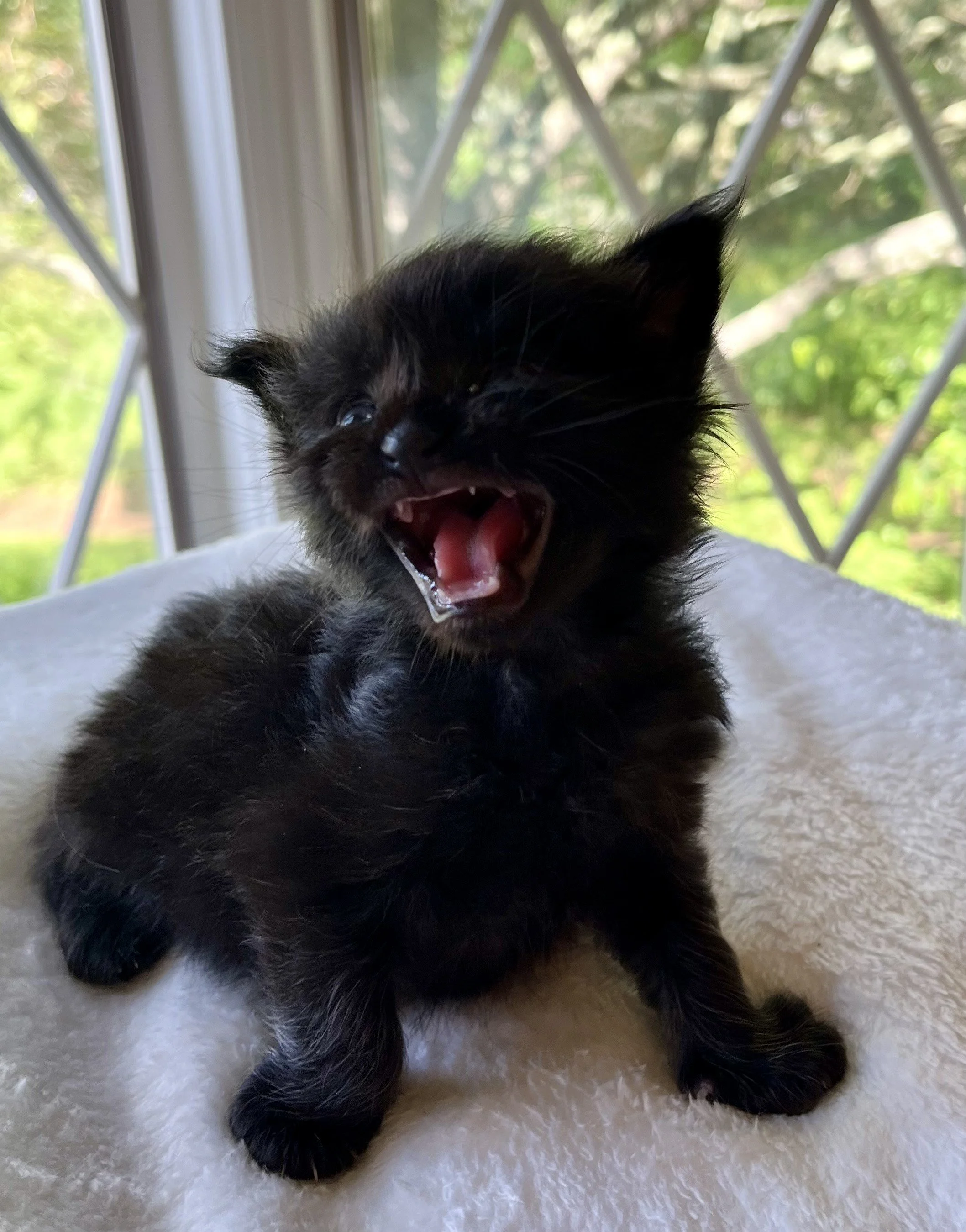 Jasper- Male Black Maine Coon kitten - 3 weeks old- Born April 12, 2025 to Ember and Katahdin
