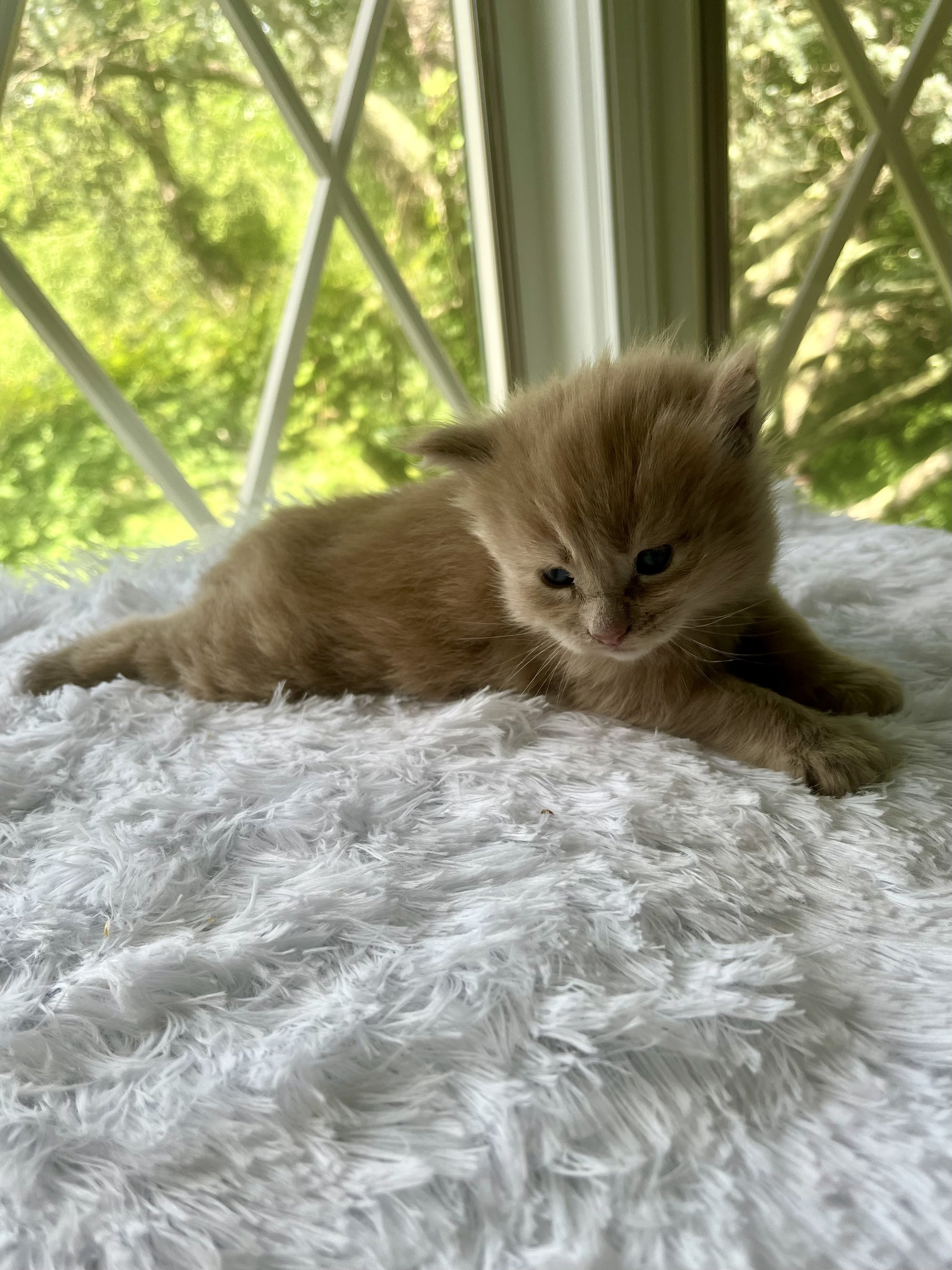 Sunny. Red male Maine Coon kitten- 3 weeks old. Born May 25, 2025 to Jenna and Katahdin.