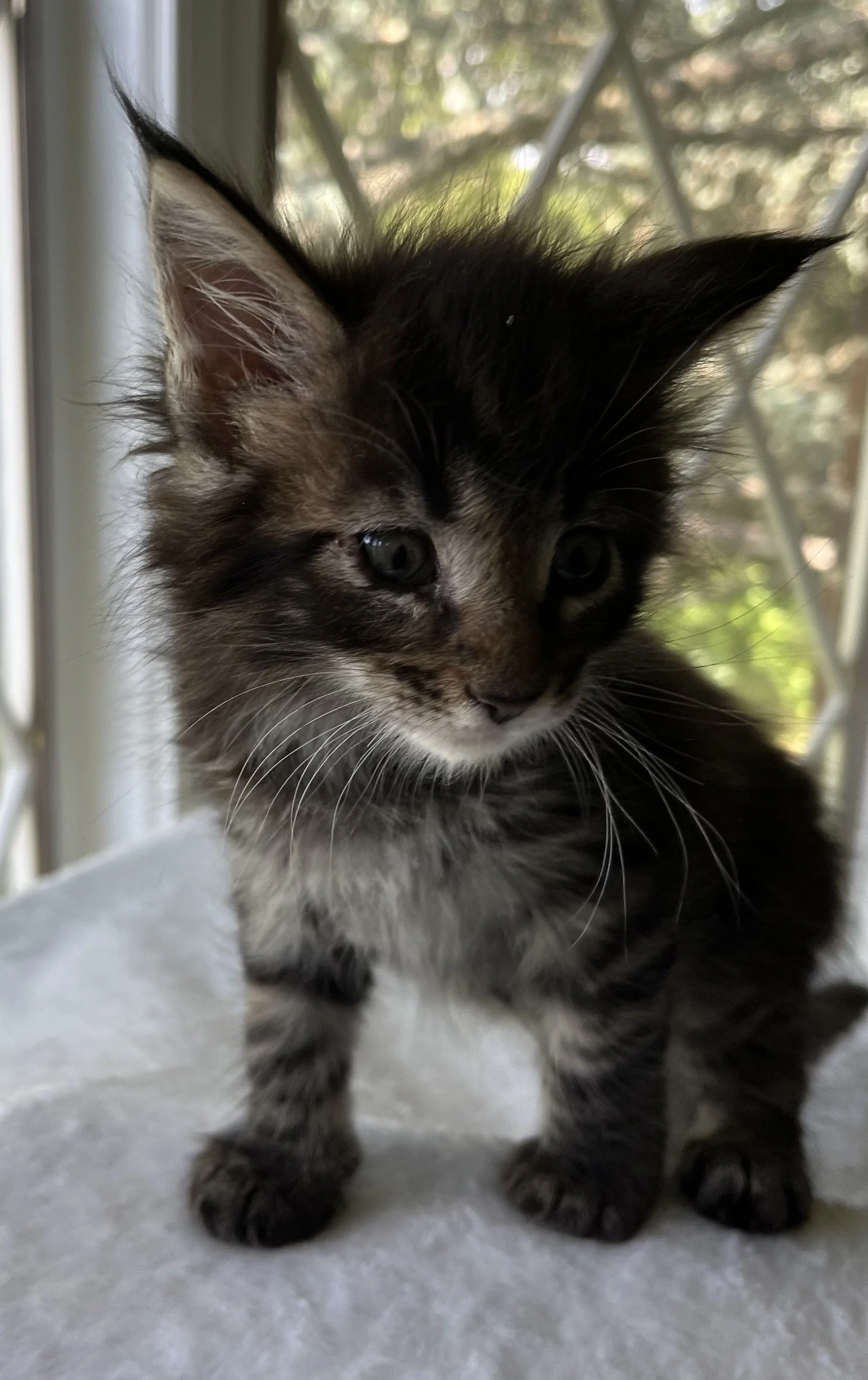 Flint- Black Classic Tabby Maine Coon- 6 weeks old