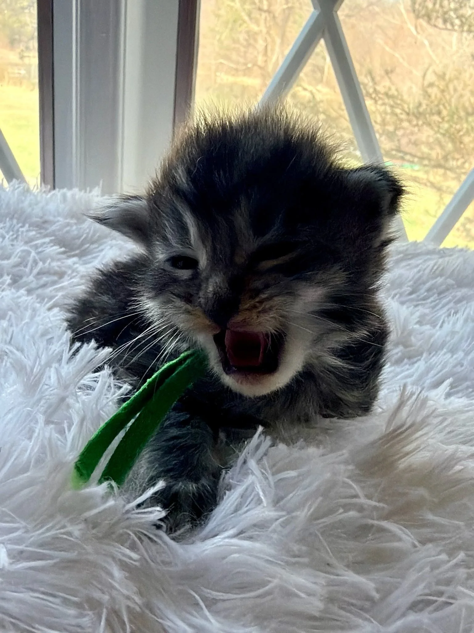 Cortland, 2 weeks old