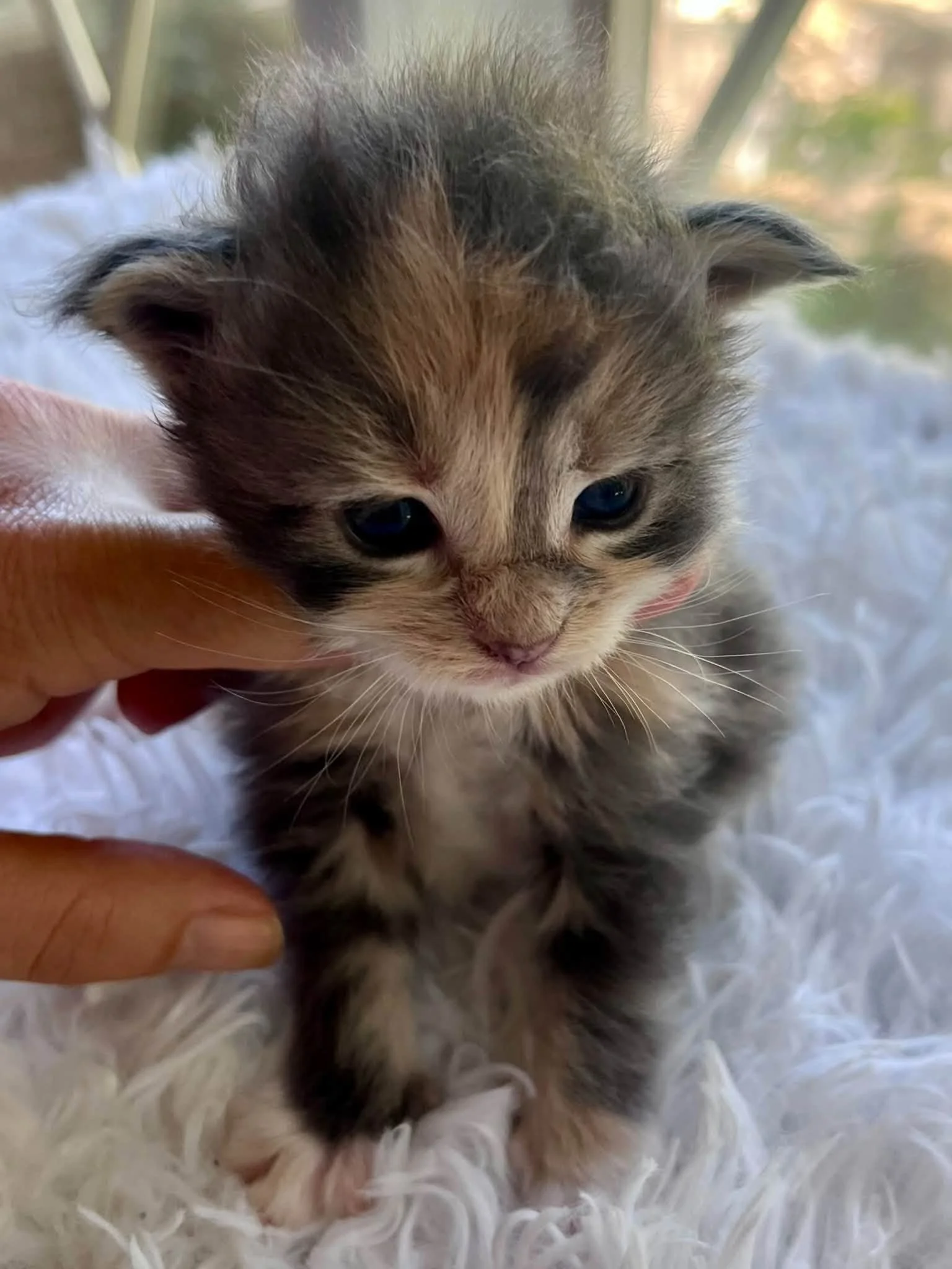 Buttercup 2 weeks