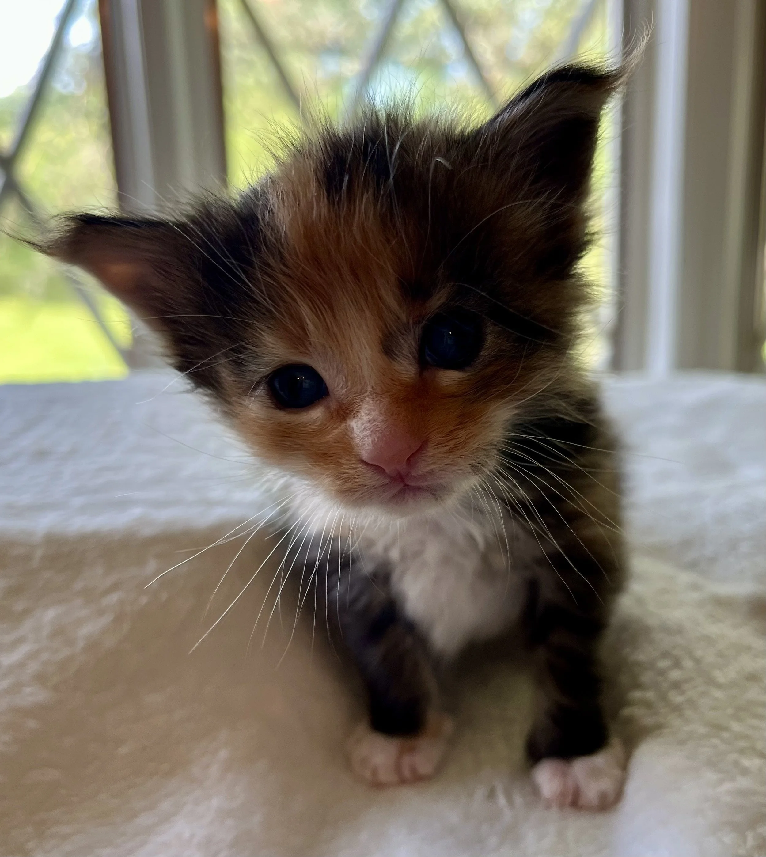 Jade- Calico Maine Coon 3 weeks old. Female