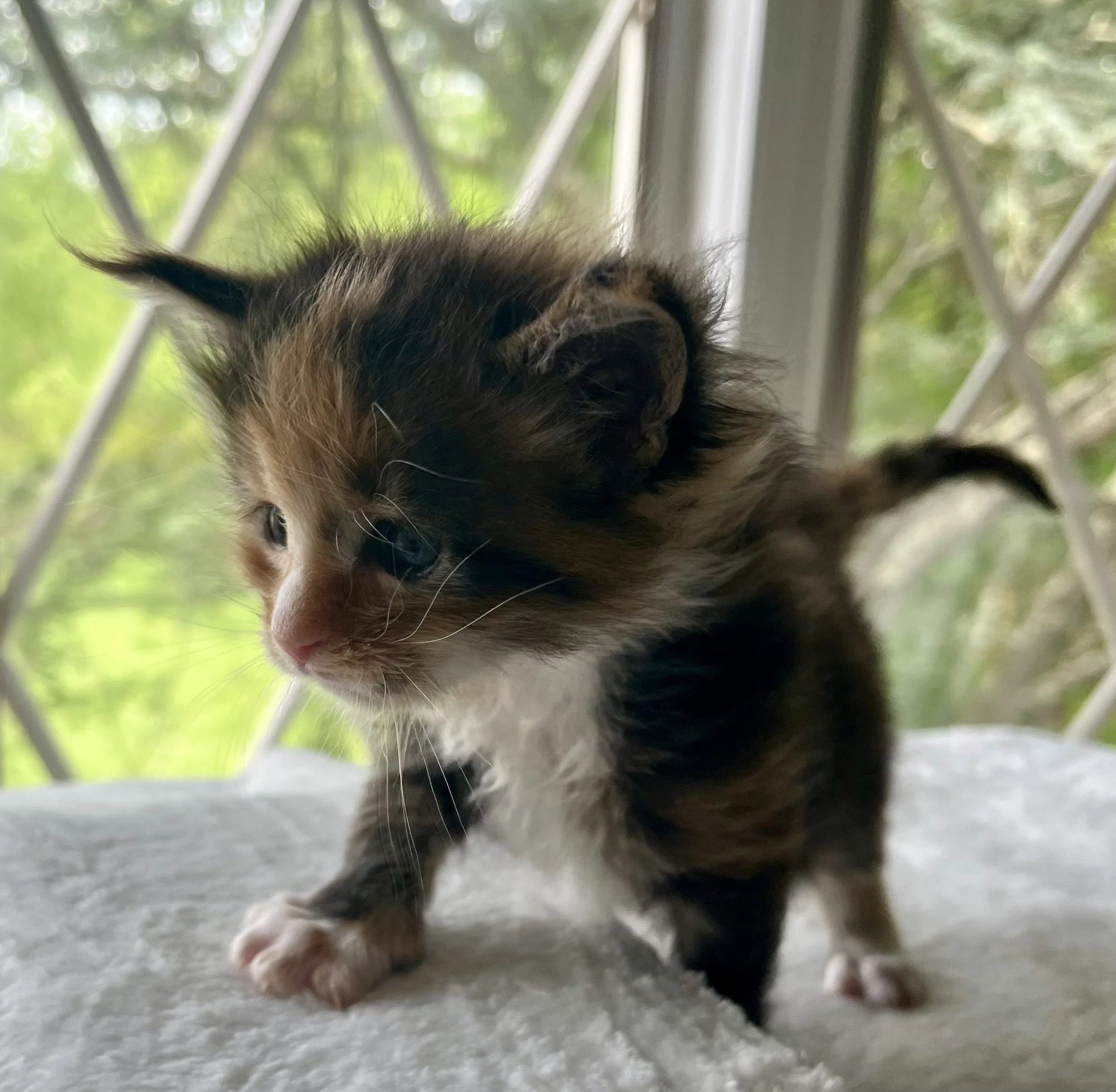Jade- Calico Maine Coon 4 weeks old. Female