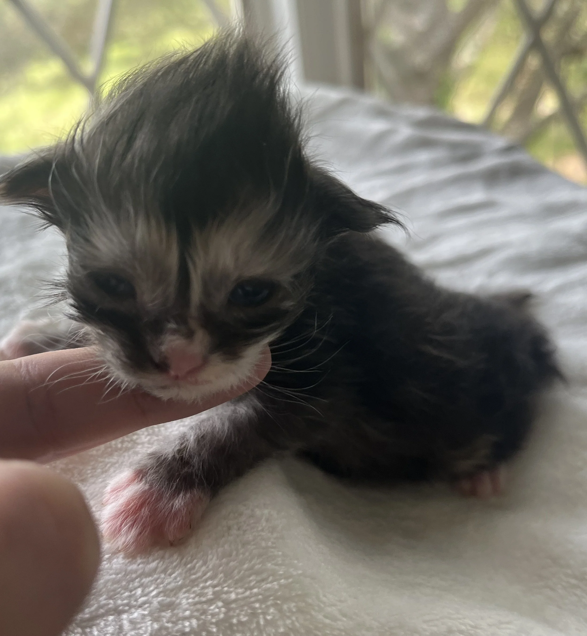 Pearl: Female. Black Smoke Calico Maine Coon kitten- 2 weeks old. Born April 12, 2025 to Ember and Katahdin.