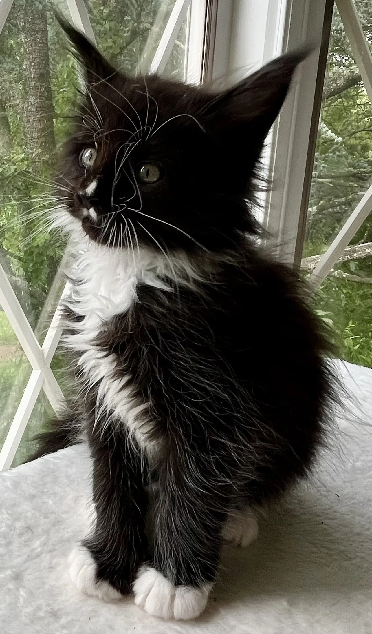 Onyx. Male Black and White Maine Coon kitten- 7 weeks old. Born April 12, 2025 to Ember and Katahdin.