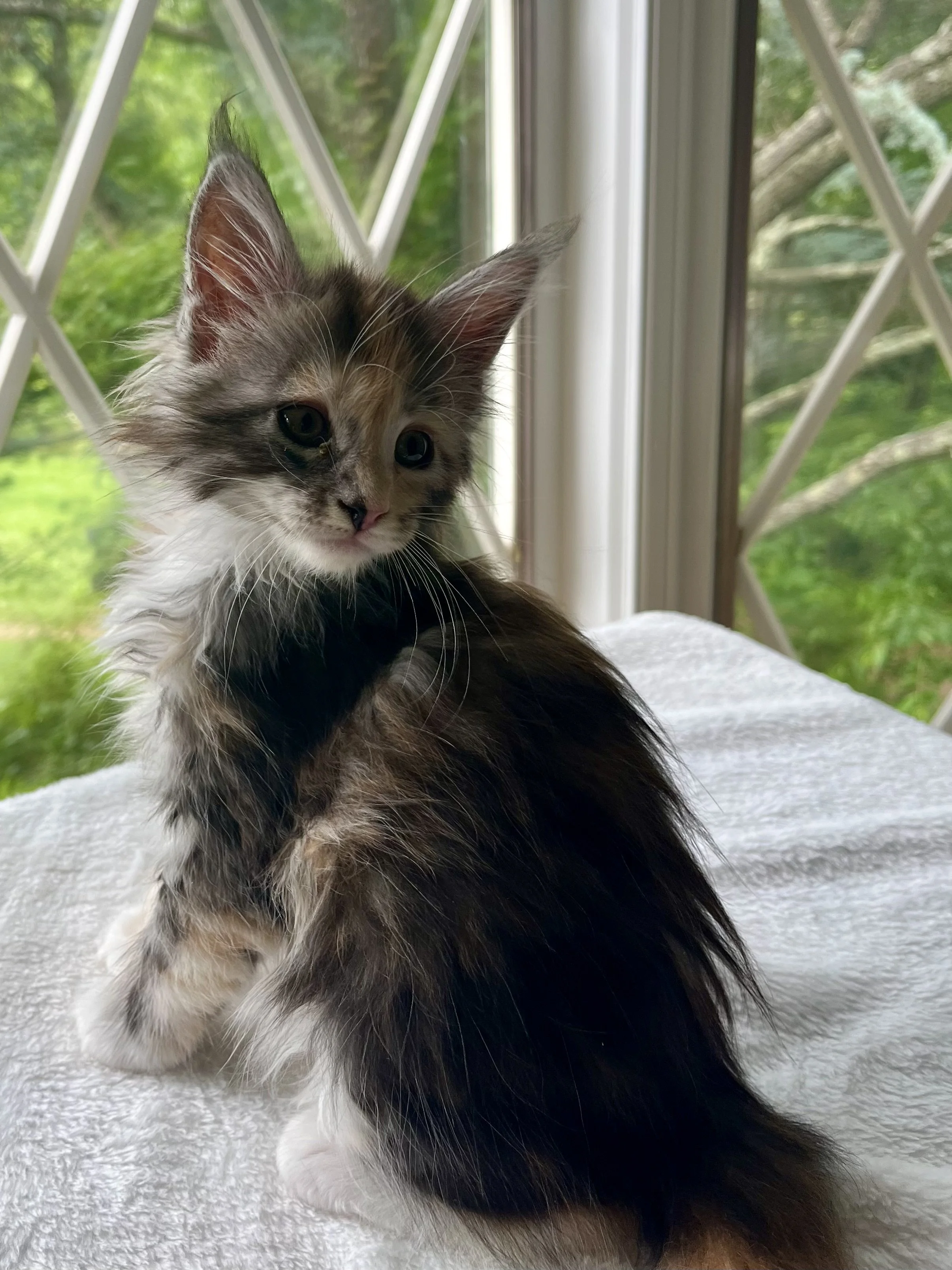 Sapphire. Female. Black Smoke Calico Maine Coon kitten- 8 weeks old. Born April 12, 2025 to Ember and Katahdin.