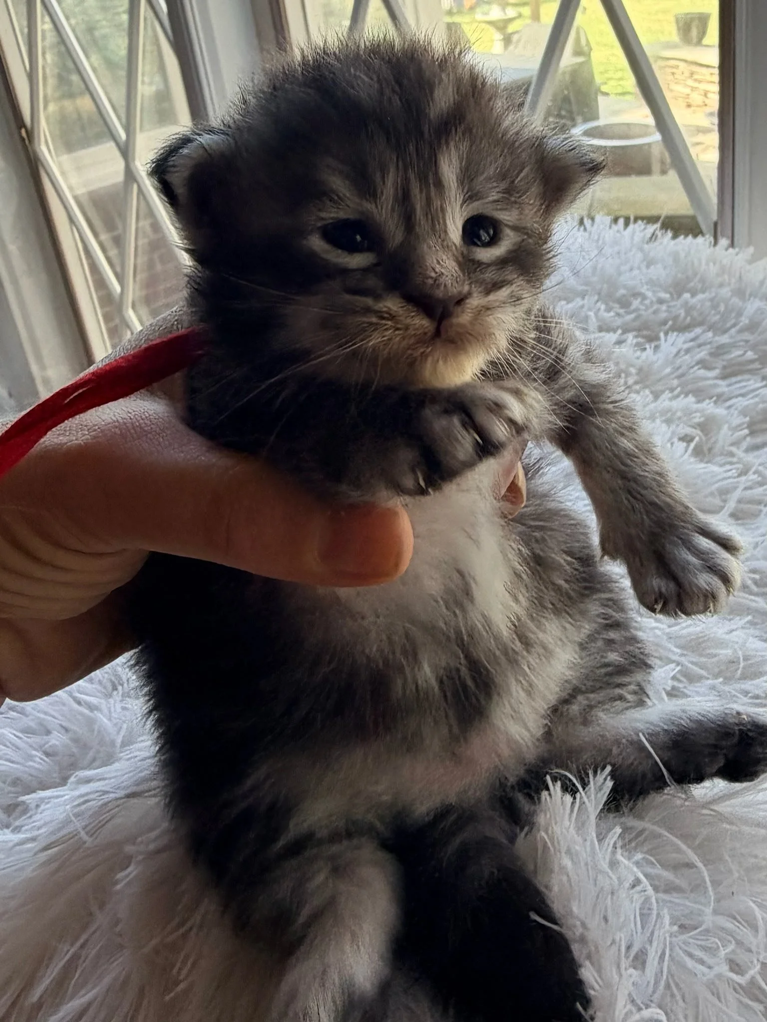 Honey Crisp, 2 weeks old