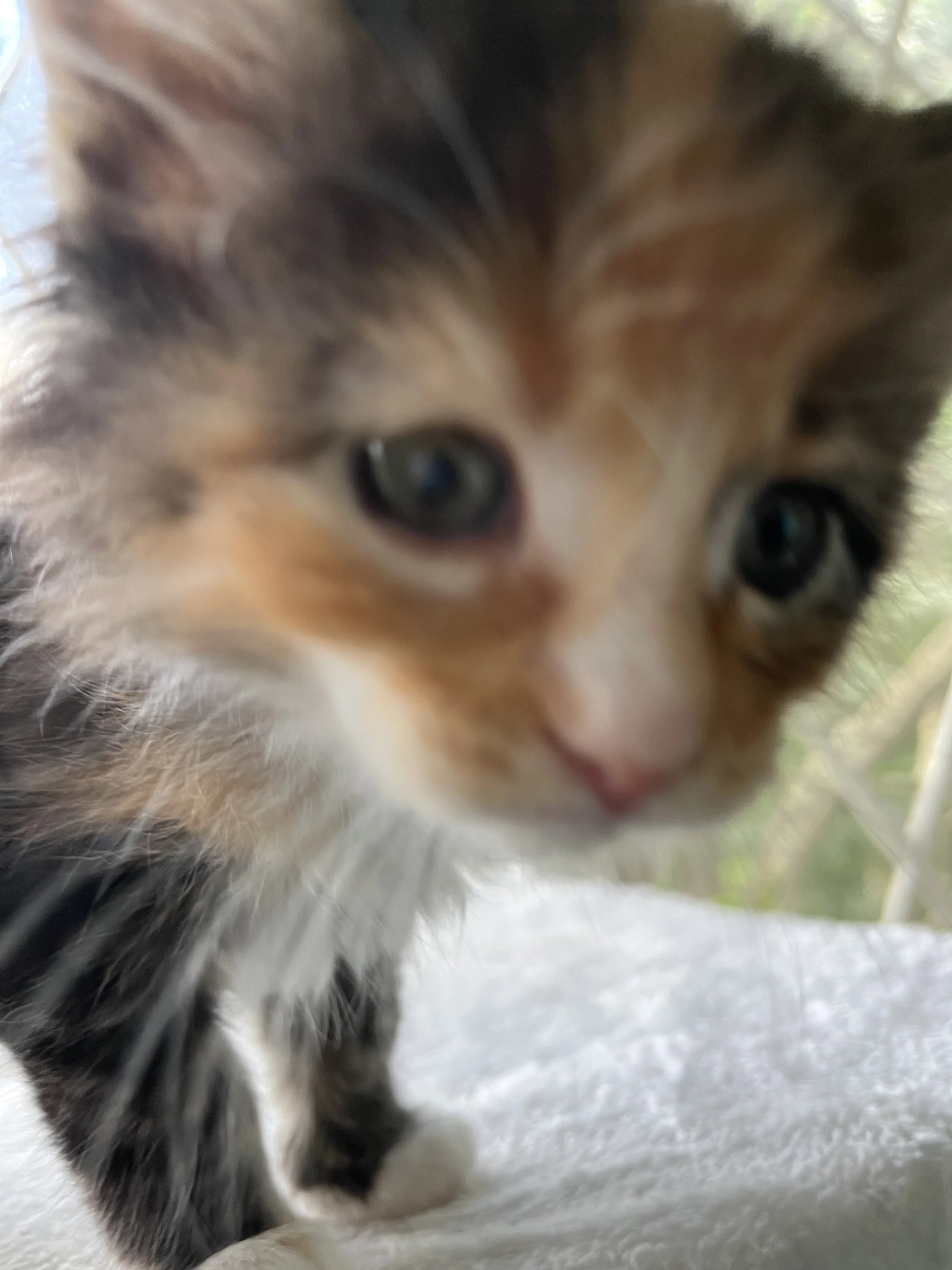 Jade- Calico Maine Coon 6 weeks old. Female