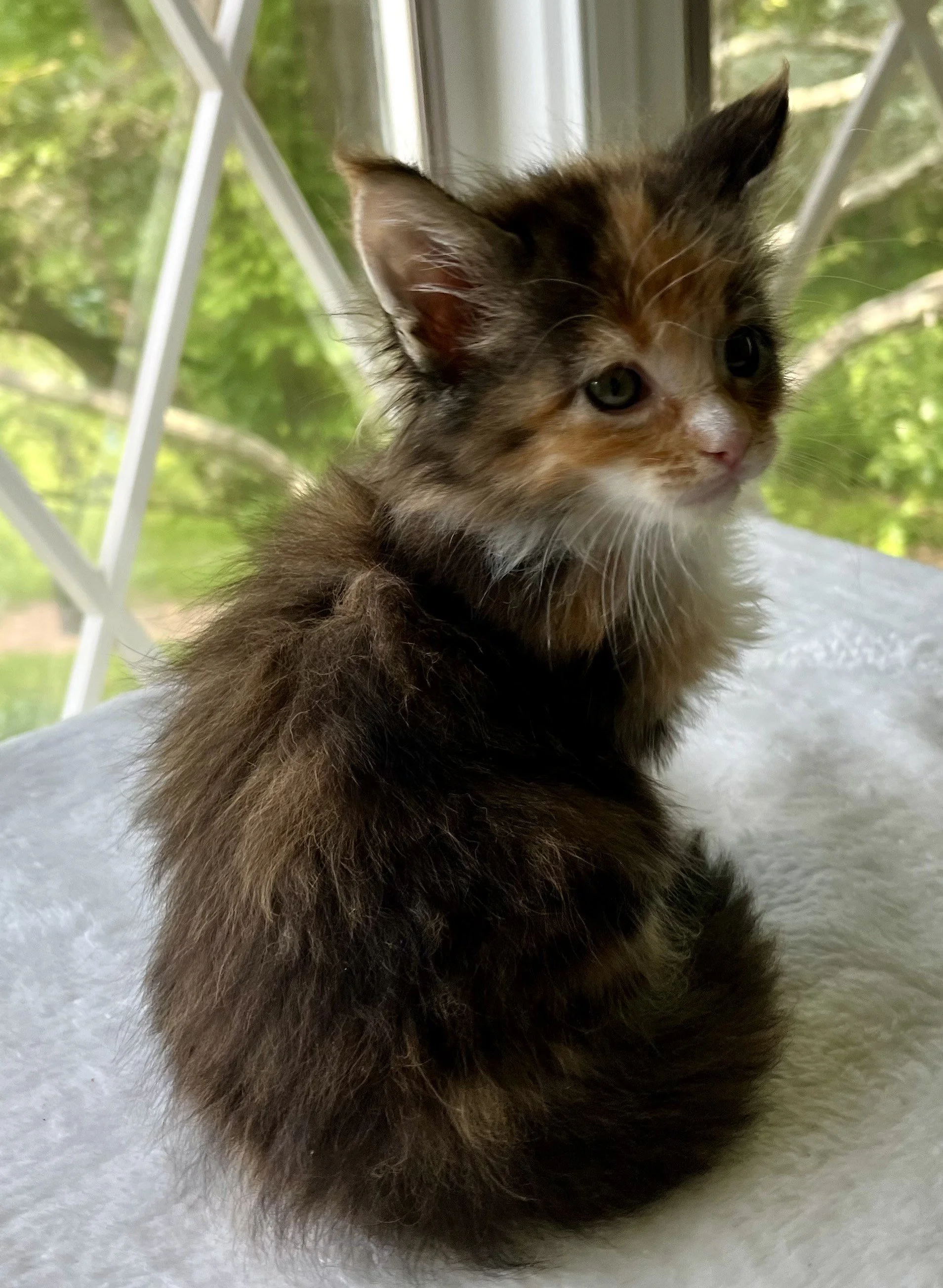Jade- Calico Maine Coon 6 weeks old. Female