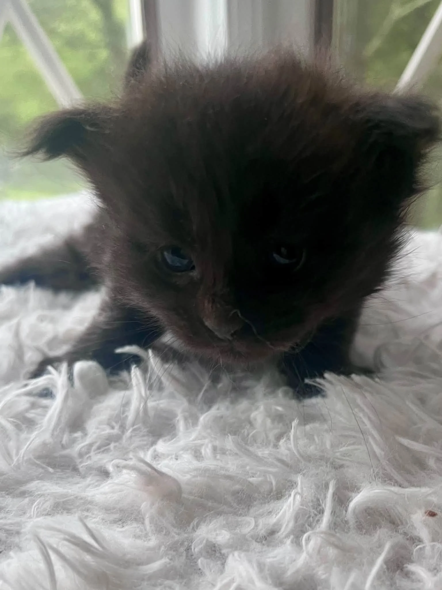 Pumpkin 4 weeks
