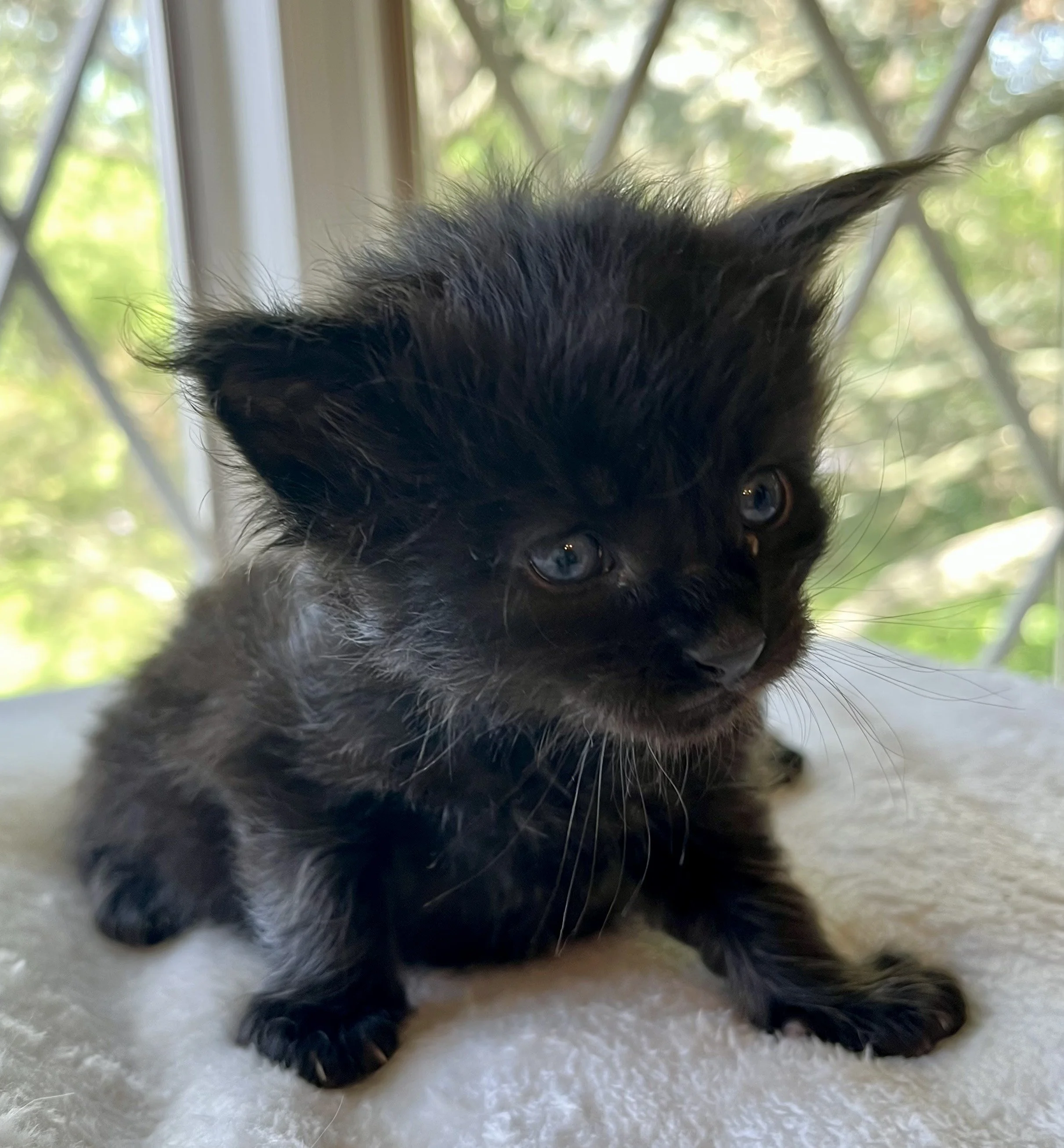Jasper- Male Black Maine Coon kitten - 3 weeks old- Born April 12, 2025 to Ember and Katahdin