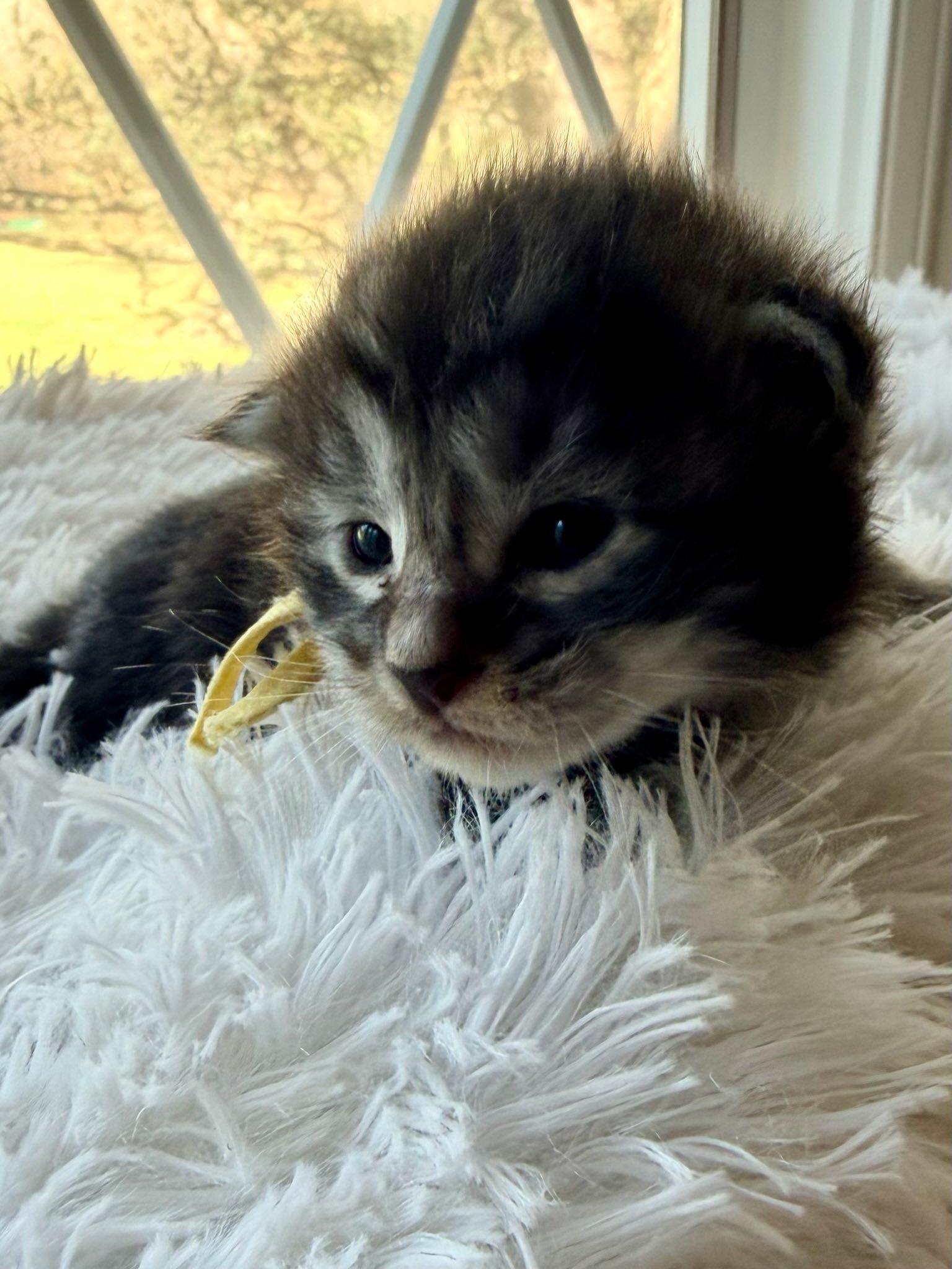 Macintosh, 2 weeks old