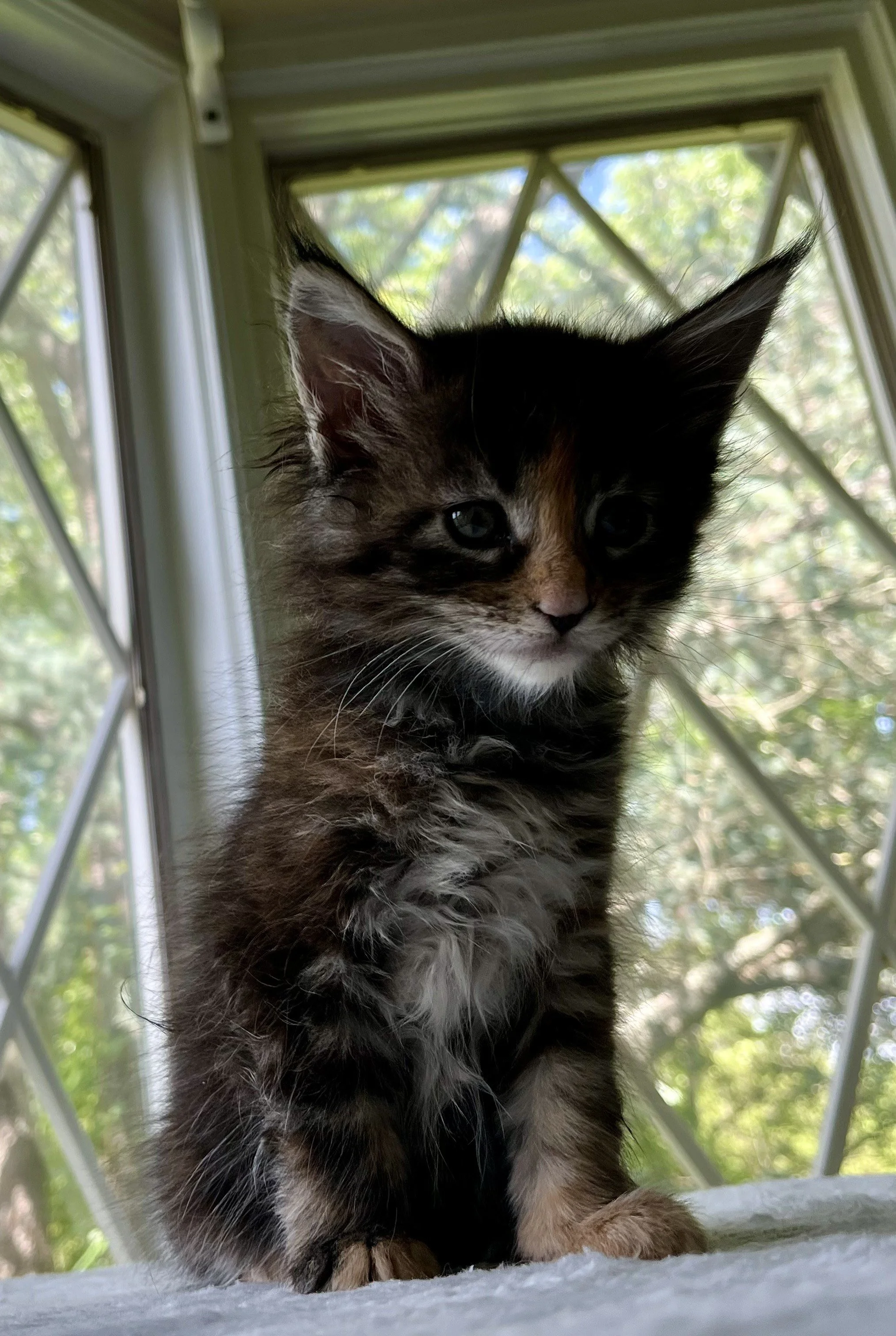 Garnet- Black Torbie Maine Coon-  6 weeks old- Female