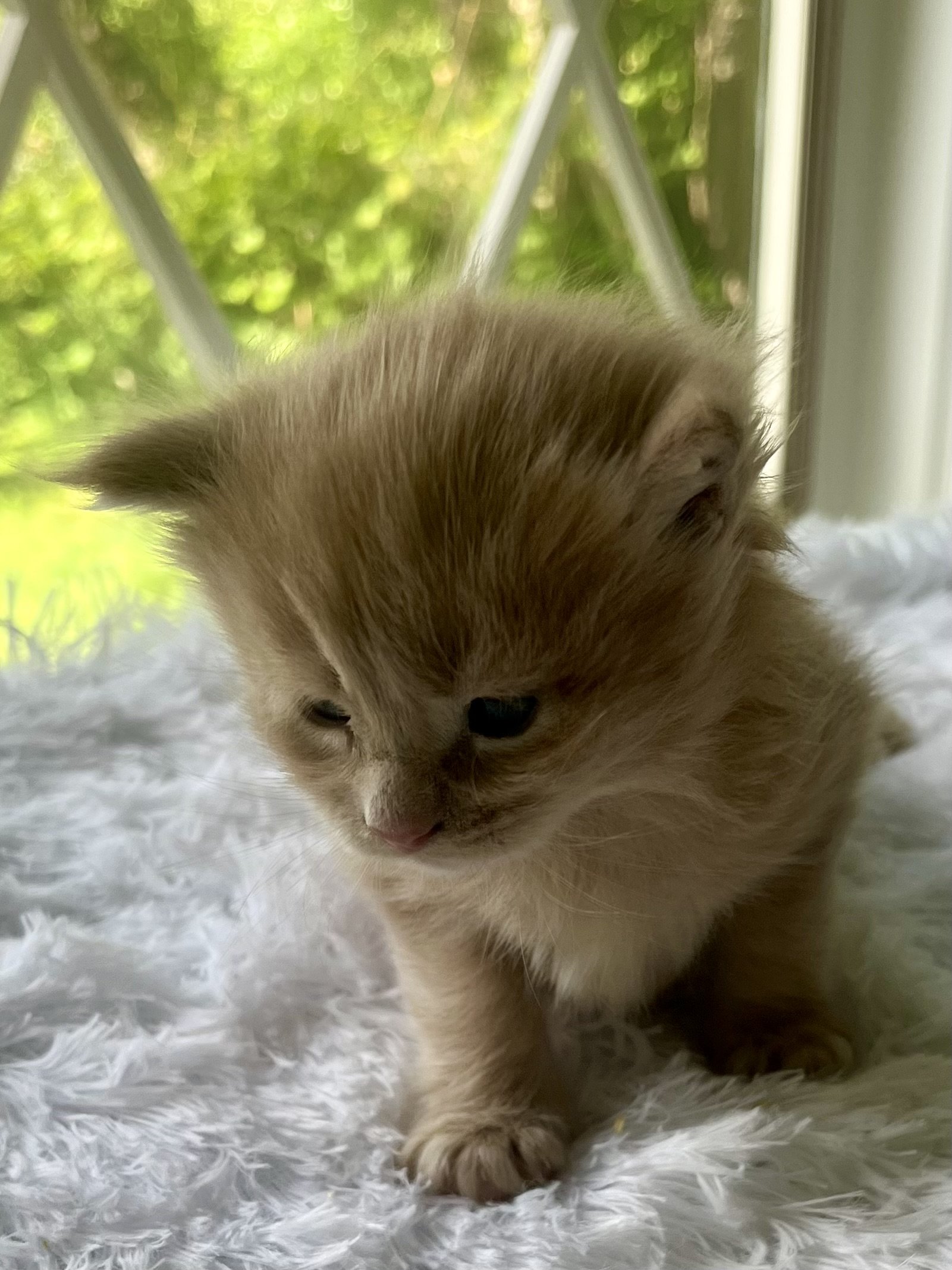 Sunny. Red male Maine Coon kitten- 3 weeks old. Born May 25, 2025 to Jenna and Katahdin.