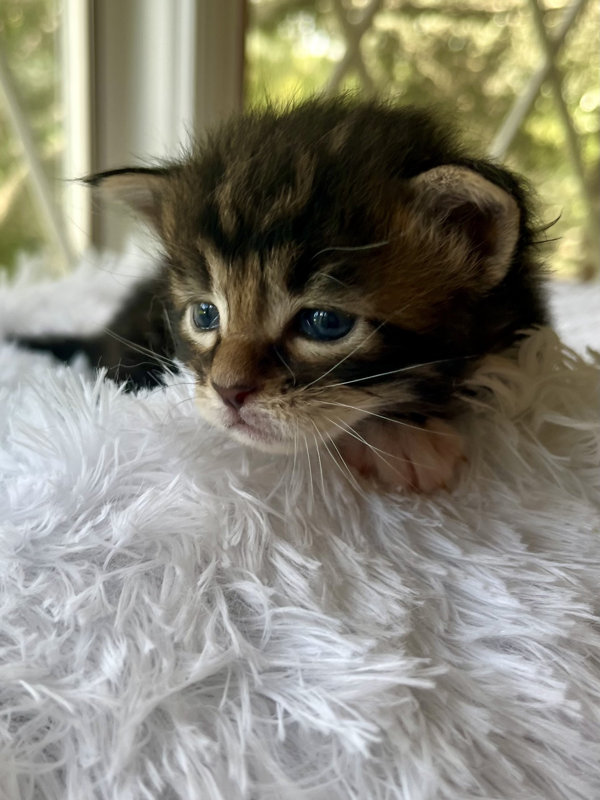 Rolo. Male Black/ Brown Tabby with White Maine Coon kitten- 4 weeks old. Born June 16, 2025 to Lola and Katahdin.