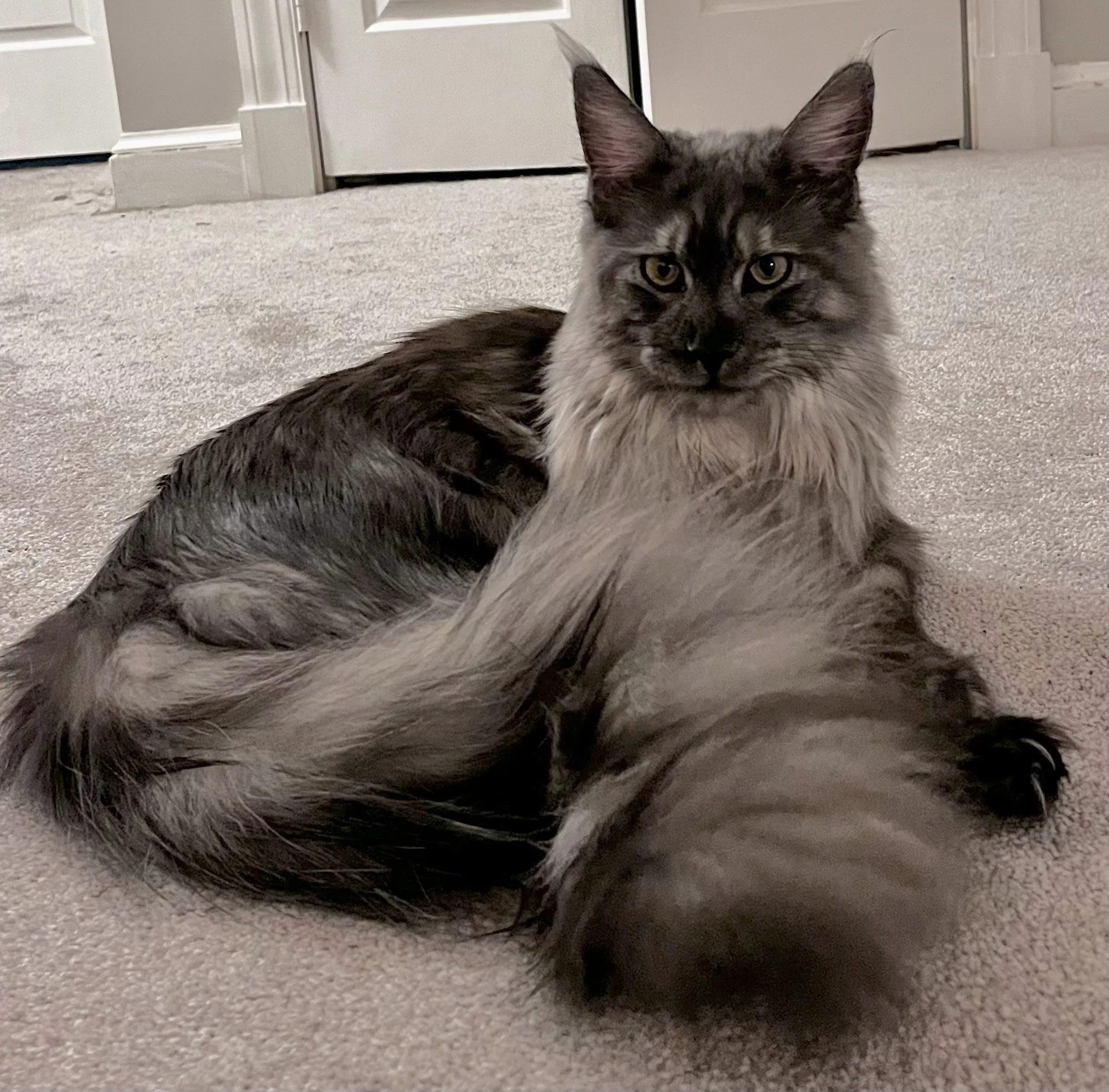 Ember- Black Smoke Maine Coon- Mother